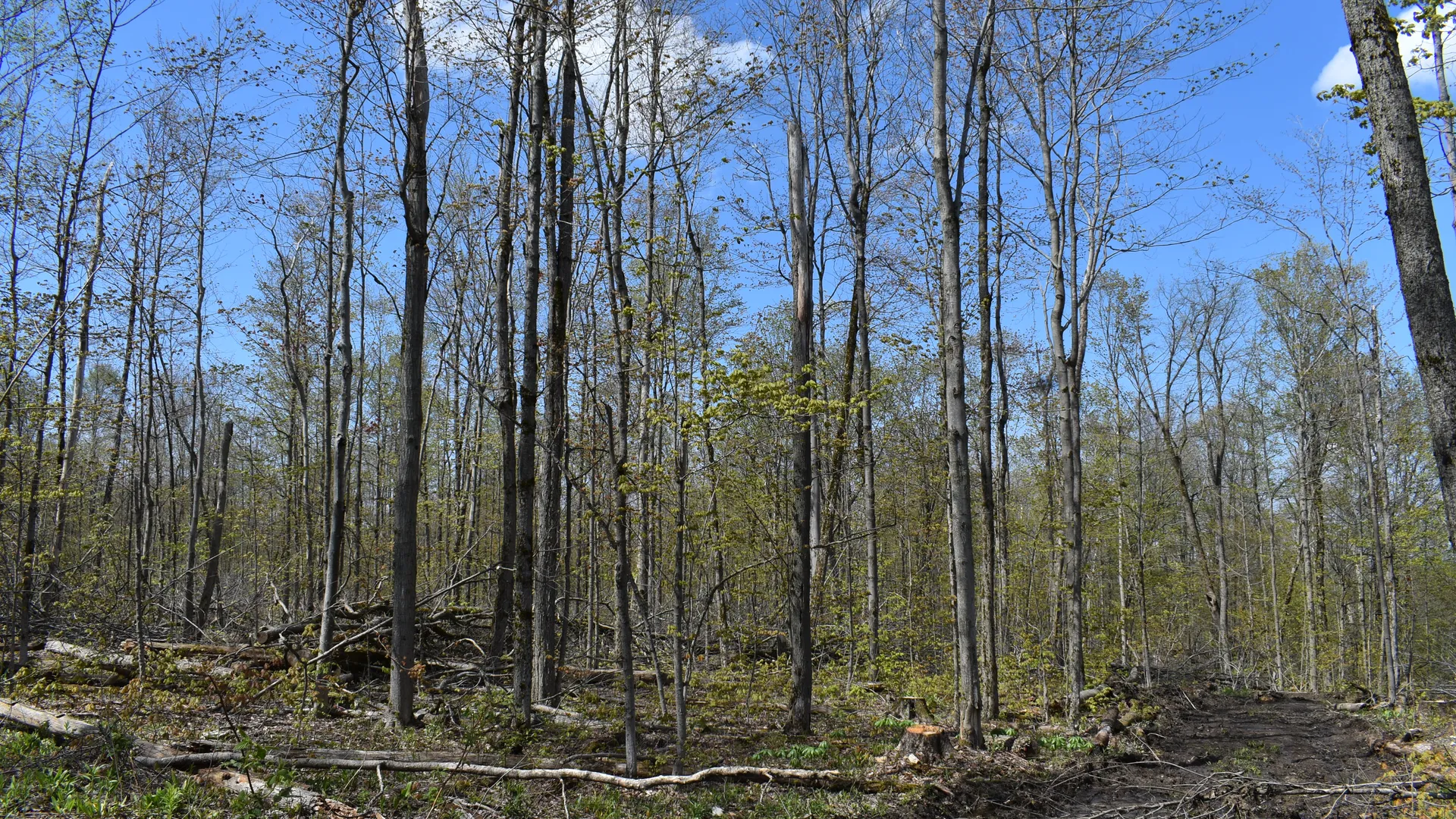 Property at 0 Farrington Hollow Road, Cherry Creek, NY 14723 18