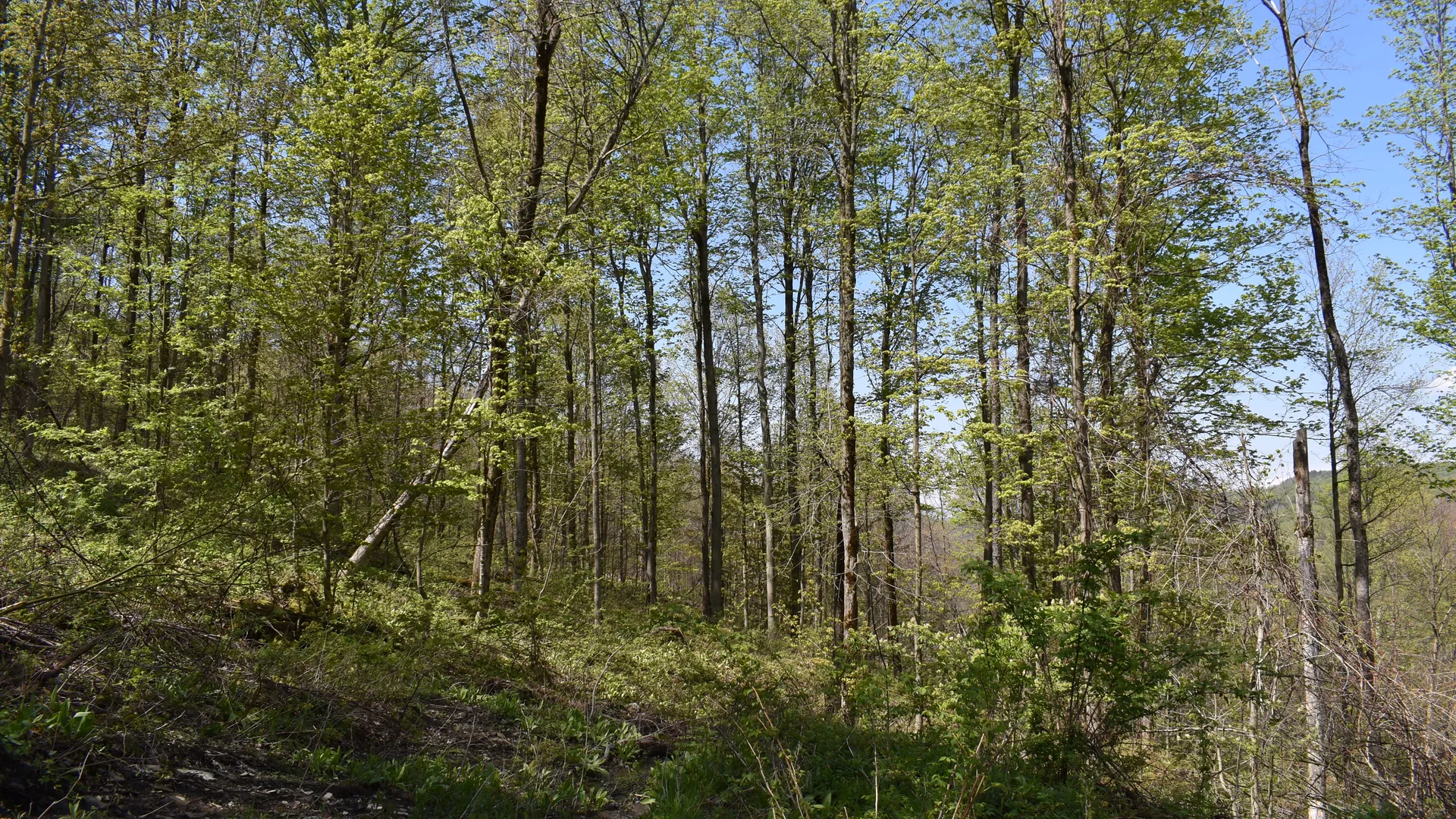 Property at 0 Farrington Hollow Road, Cherry Creek, NY 14723 21