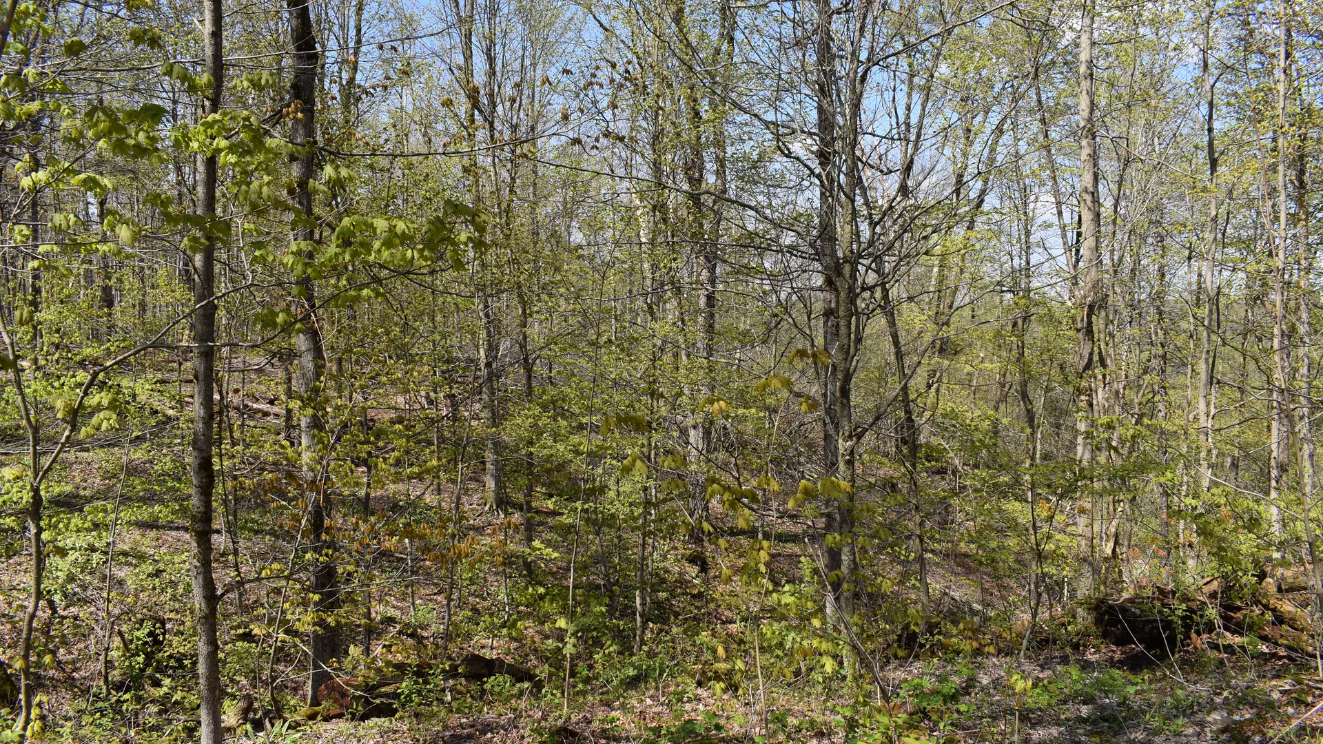 Property at 0 Farrington Hollow Road, Cherry Creek, NY 14723 27