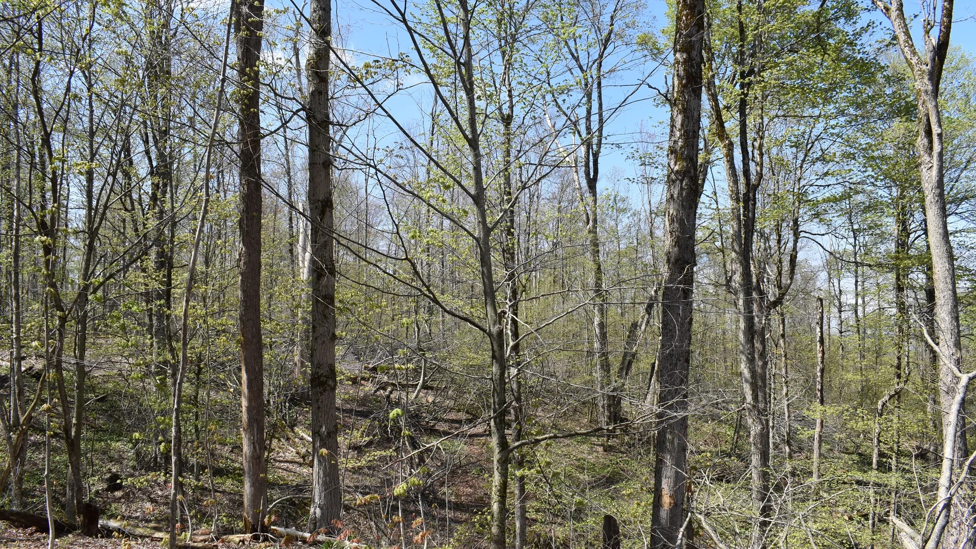 Property at 0 Farrington Hollow Road, Cherry Creek, NY 14723 28