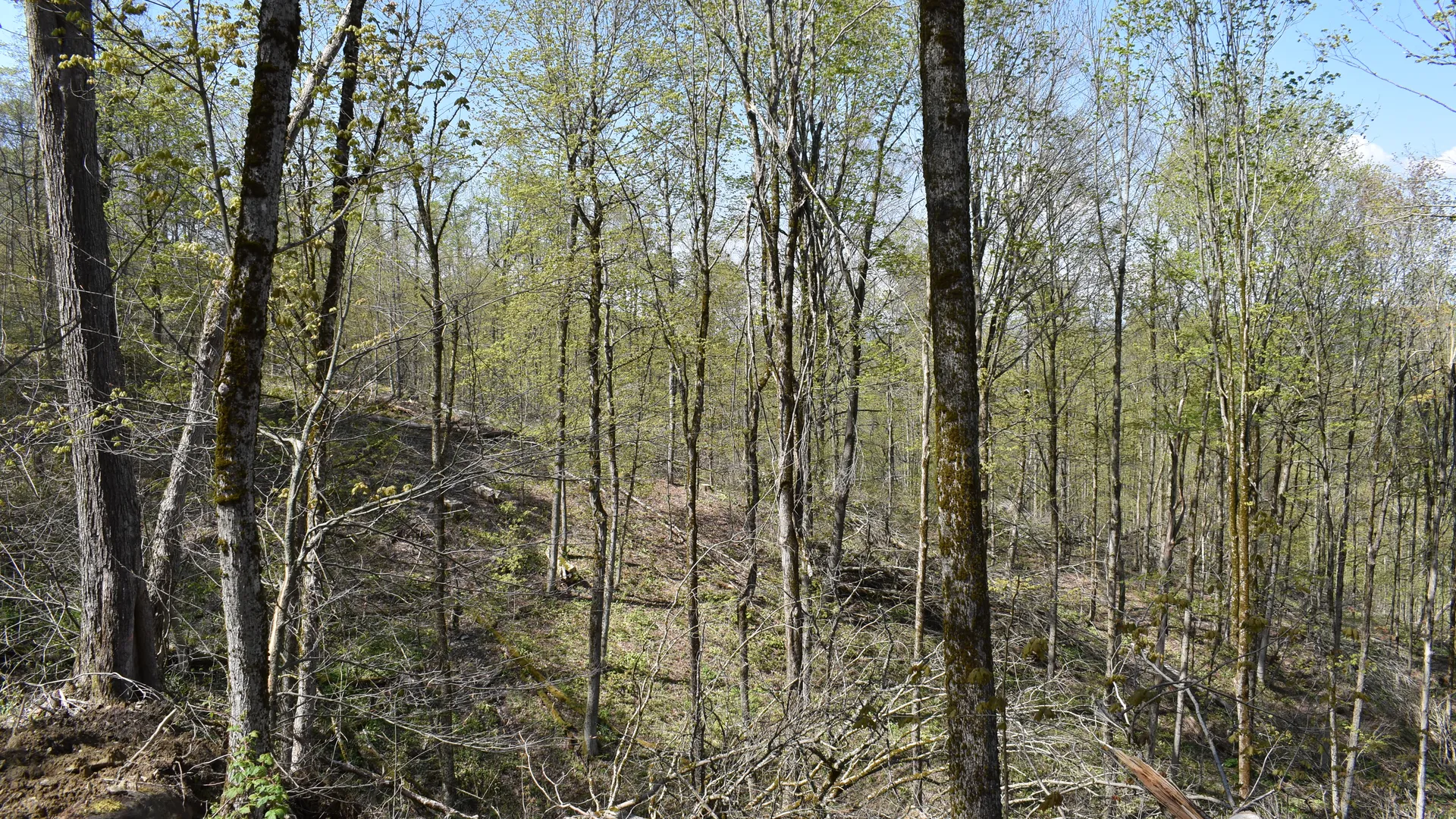 Property at 0 Farrington Hollow Road, Cherry Creek, NY 14723 8