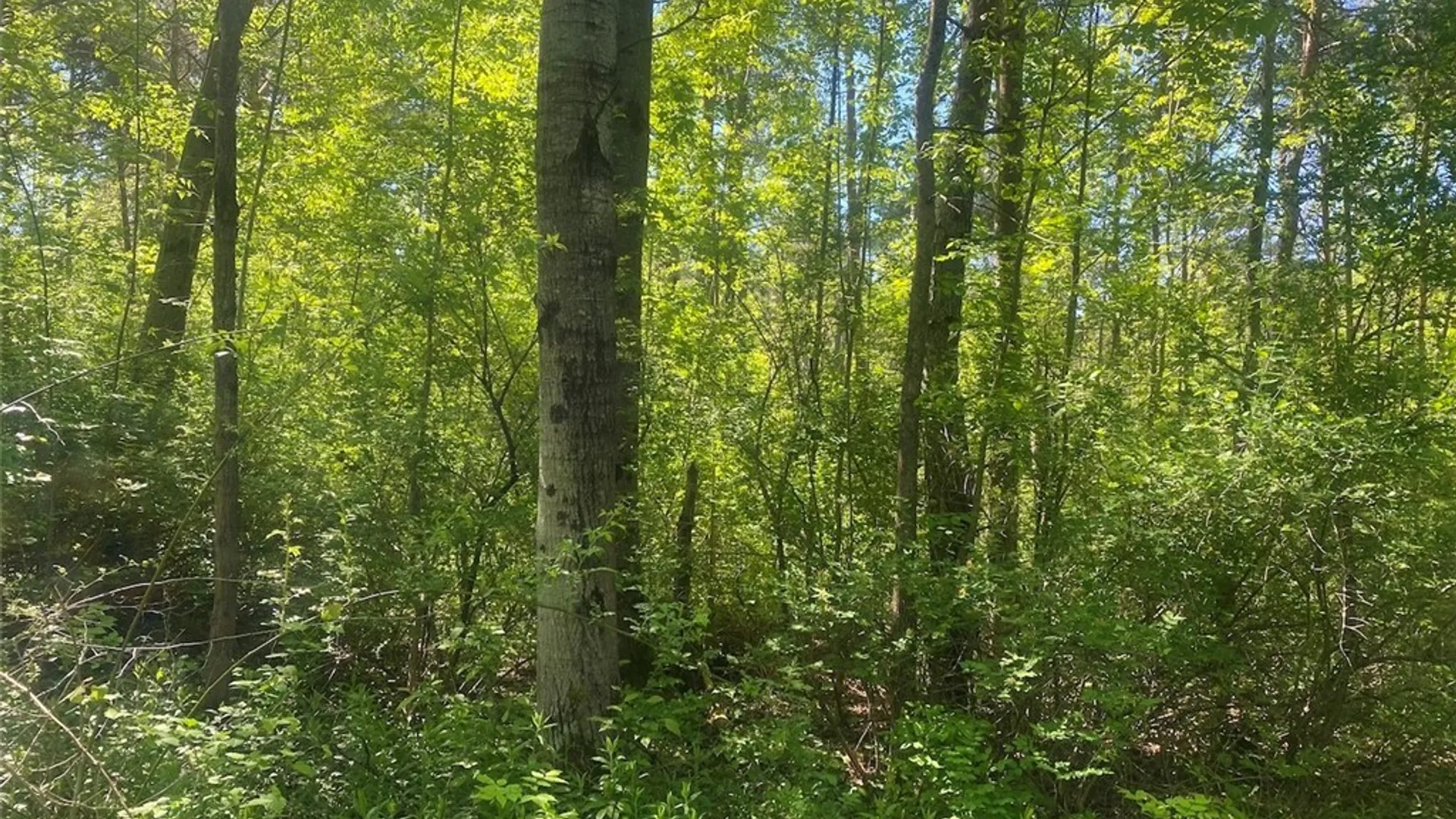Property at Townline Road, Allen, NY 14709 7
