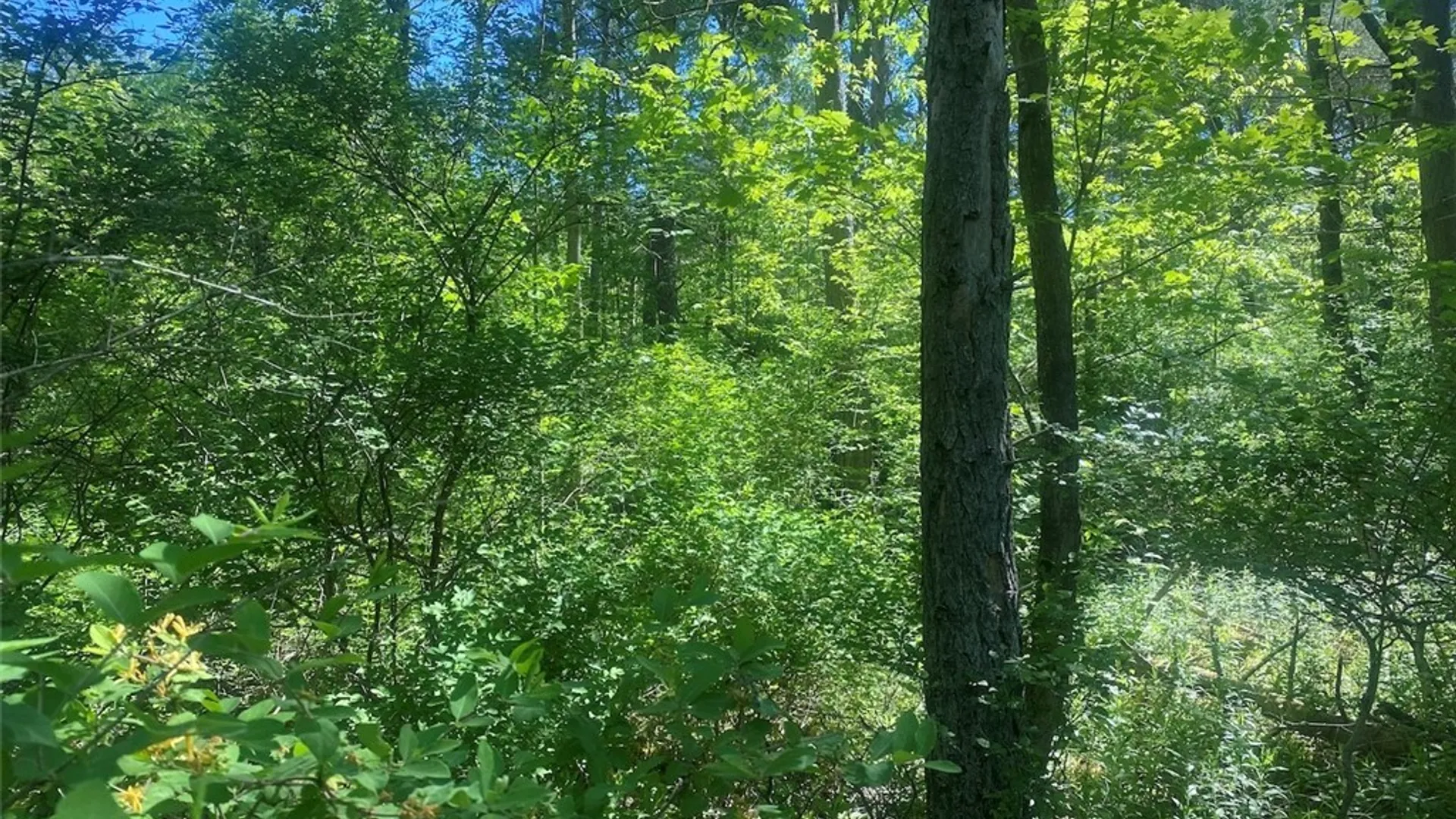 Property at Townline Road, Allen, NY 14709 8