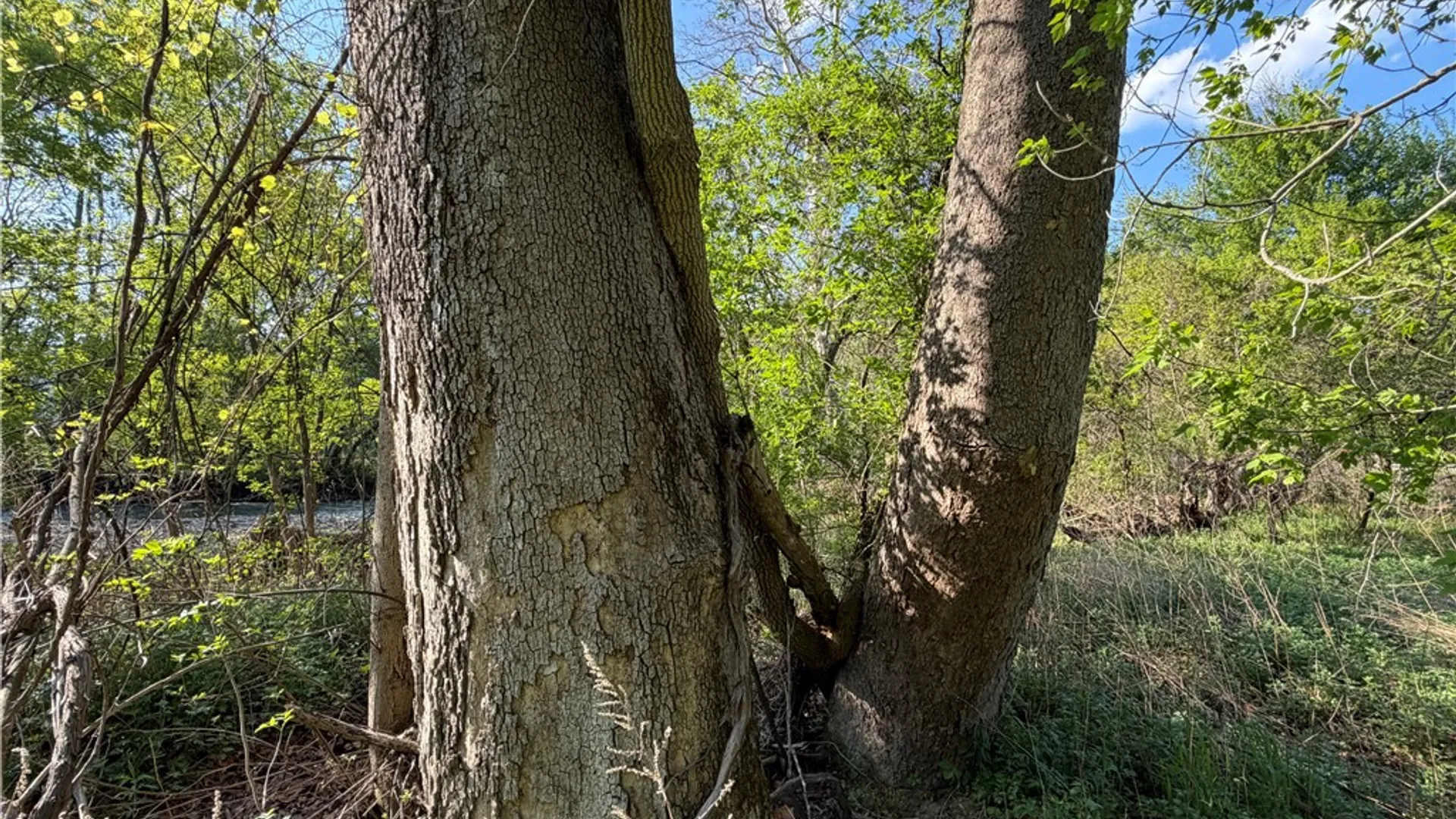 Property at WP 01 County Route 119, Canisteo, NY 14819 9