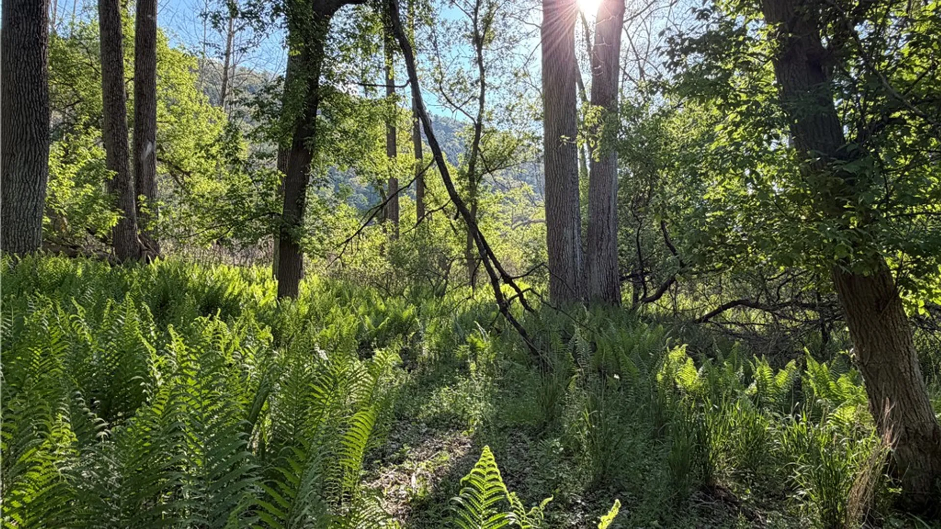Property at WP Lot02 County Route 119, Canisteo, NY 14819 6