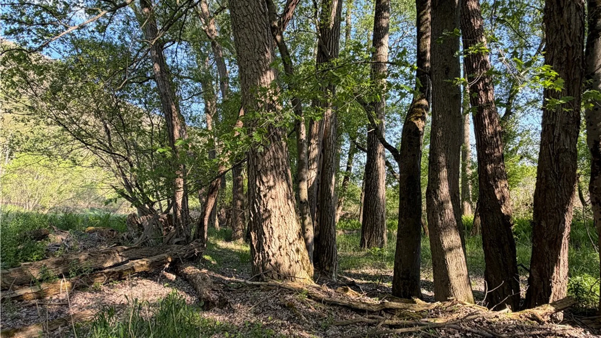 Property at WP Lot02 County Route 119, Canisteo, NY 14819 9