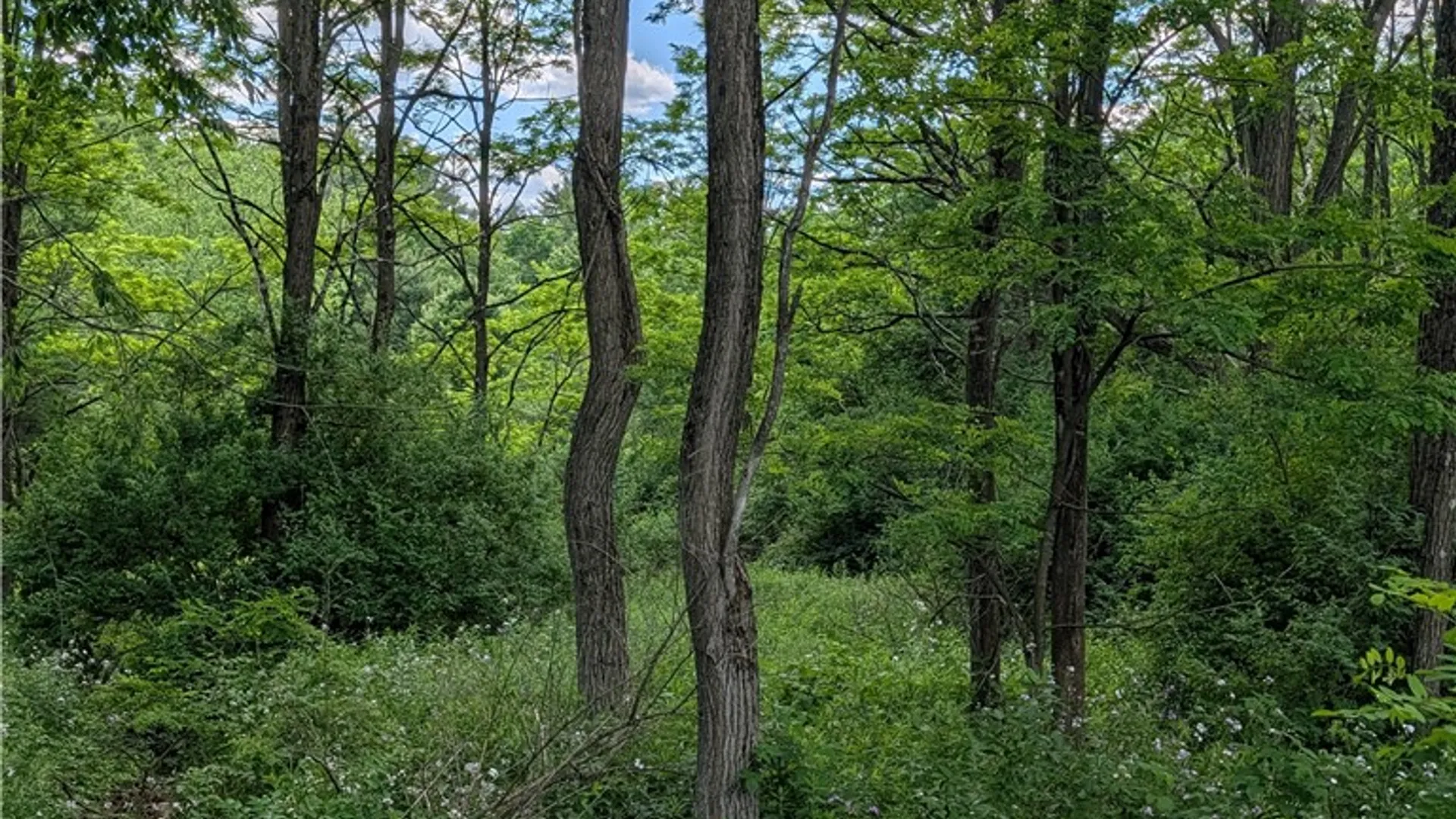Property at Case Road, Bainbridge, NY 13733 2