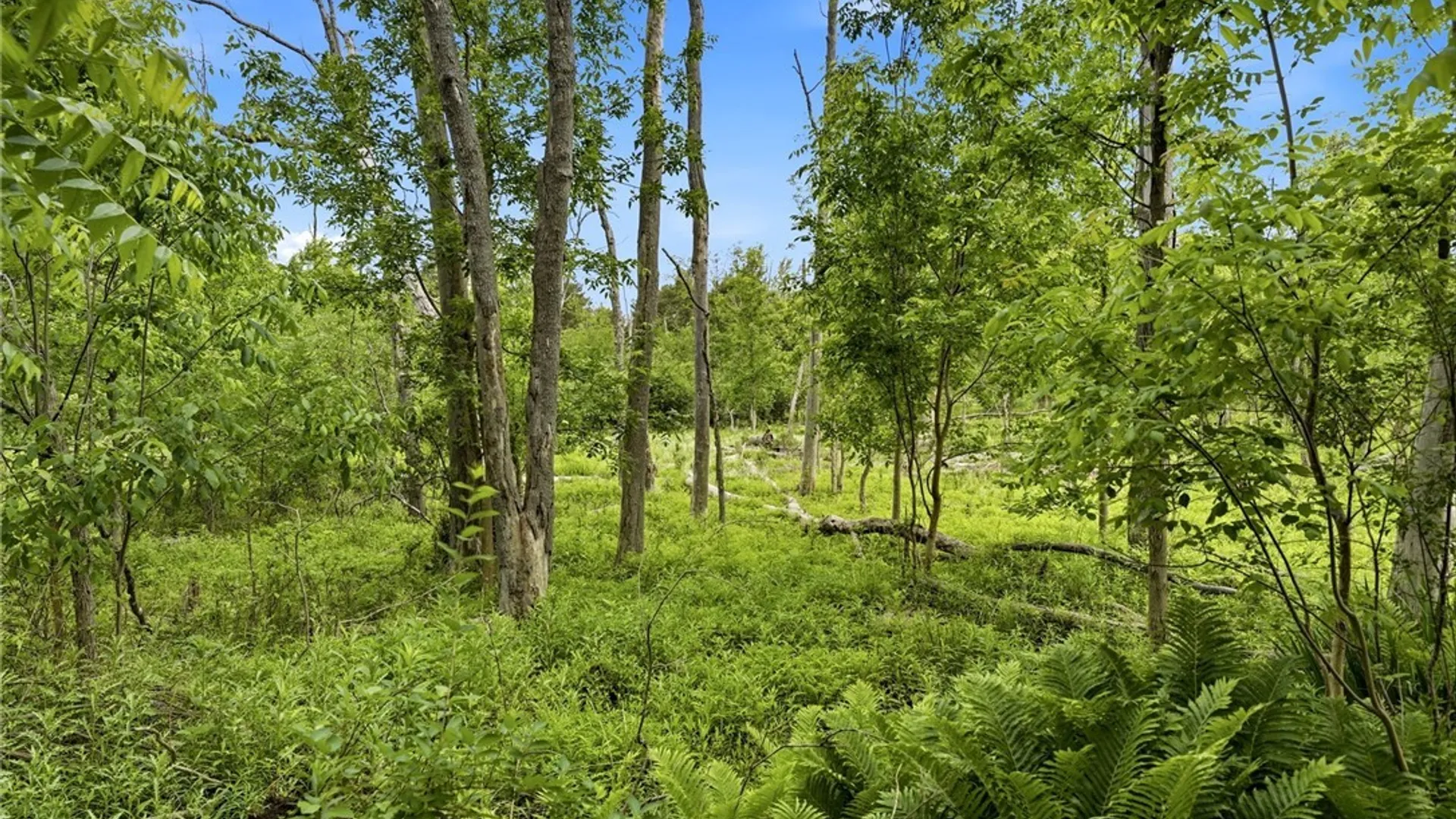 Property at 280 Bullis Road, West Seneca, NY 14224 41