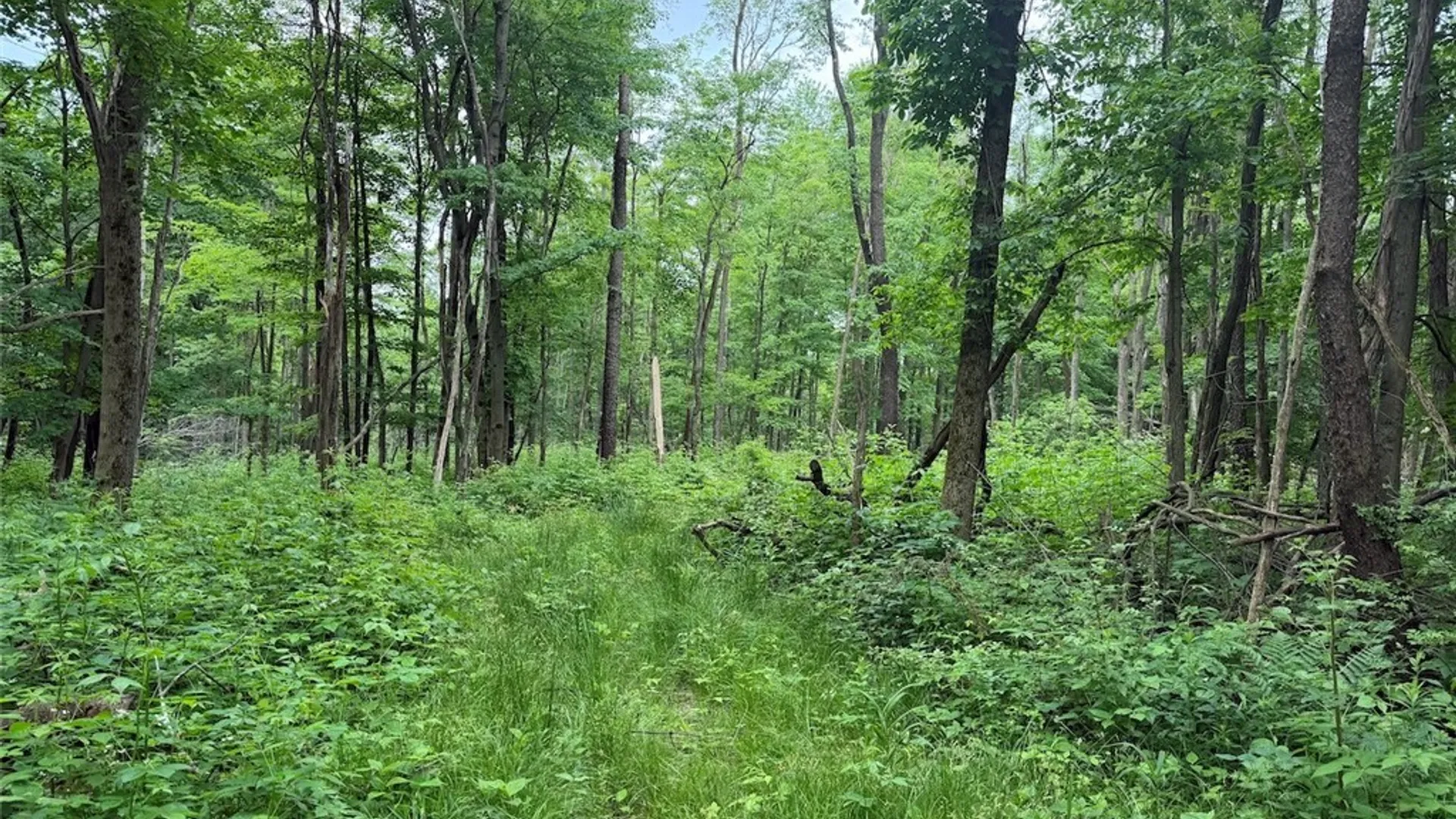 Property at Dye Road, Dayton, NY 14138 11