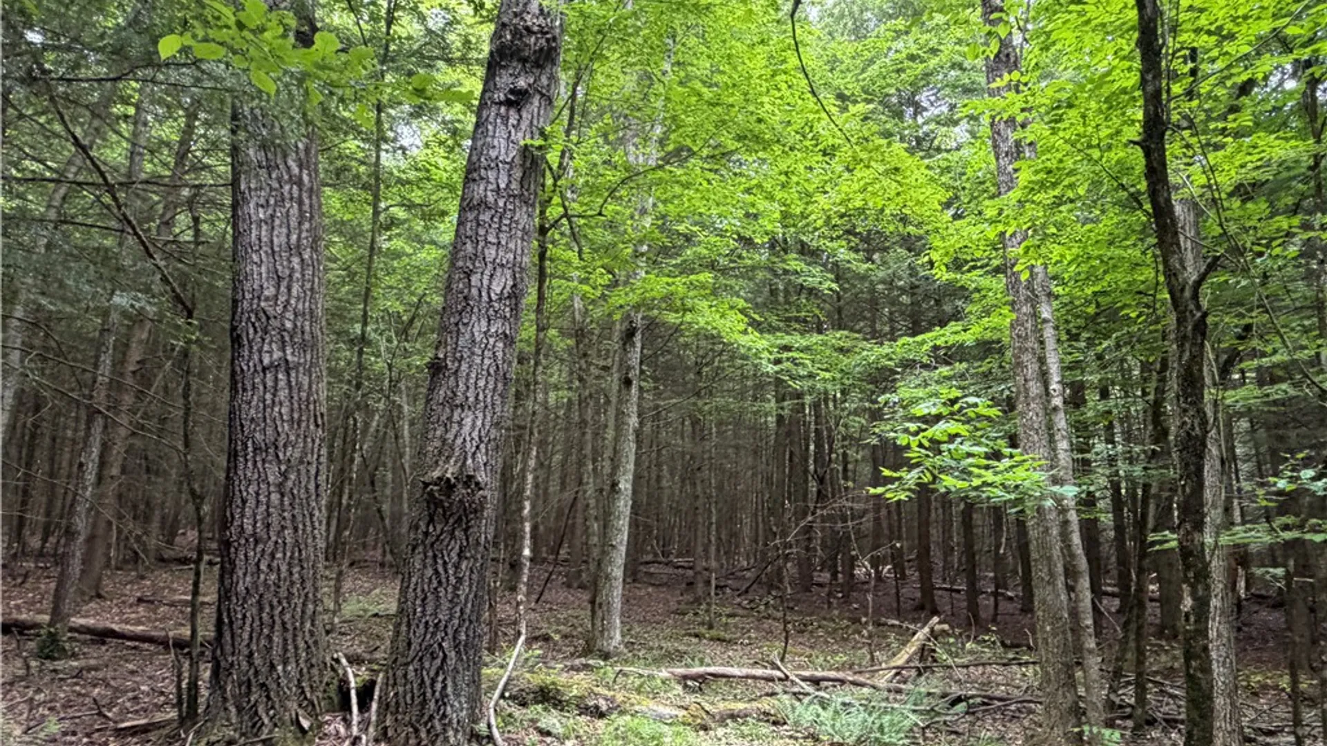Property at Tinkertown Road, Tuscarora, NY 14510 11