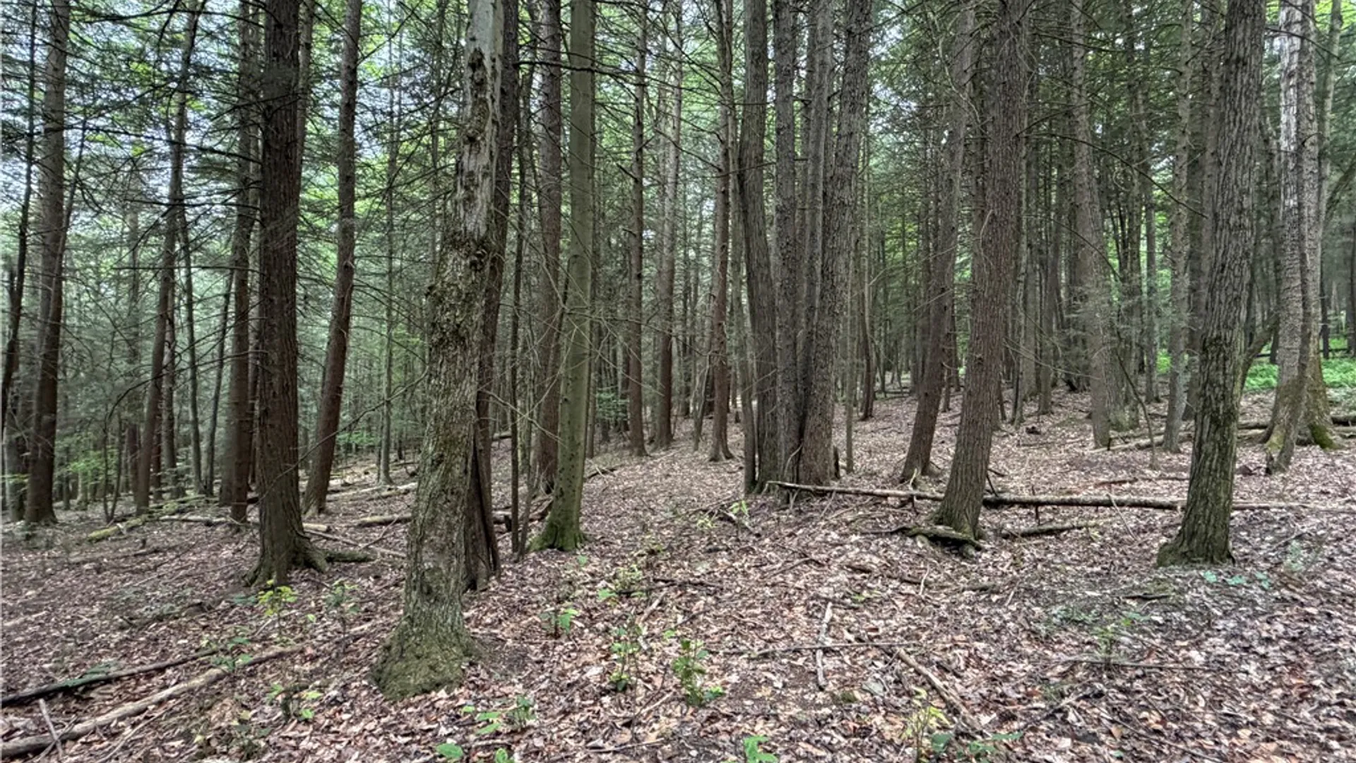 Property at Tinkertown Road, Tuscarora, NY 14510 22