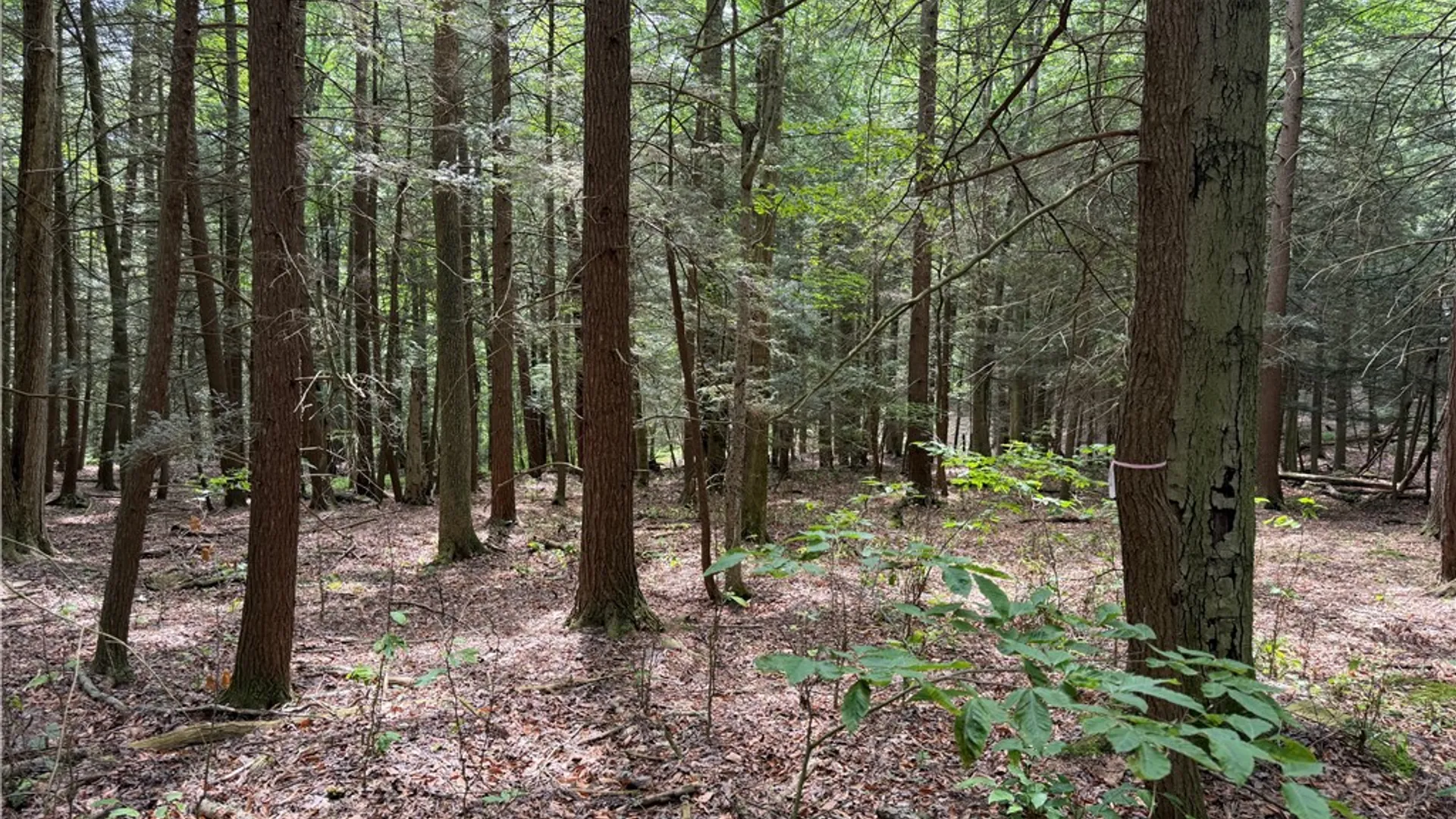 Property at Tinkertown Road, Tuscarora, NY 14510 30