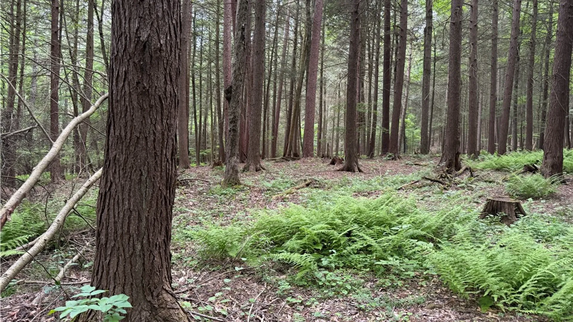Property at Tinkertown Road, Tuscarora, NY 14510 38