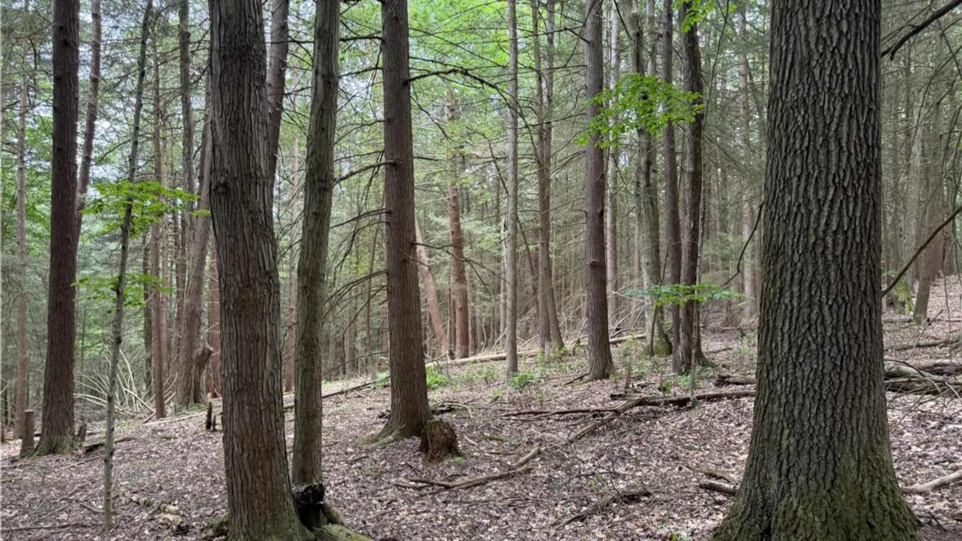Property at Tinkertown Road, Tuscarora, NY 14510 5