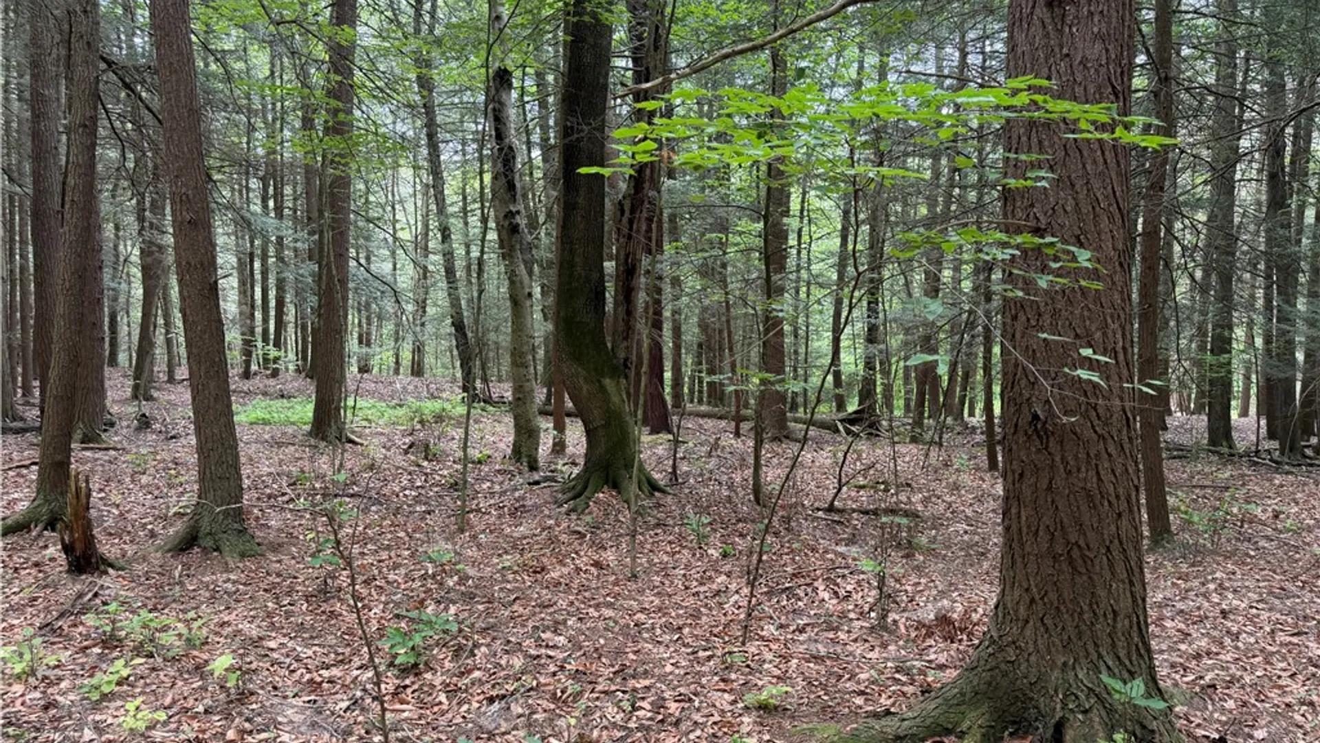 Property at Tinkertown Road, Tuscarora, NY 14510 7