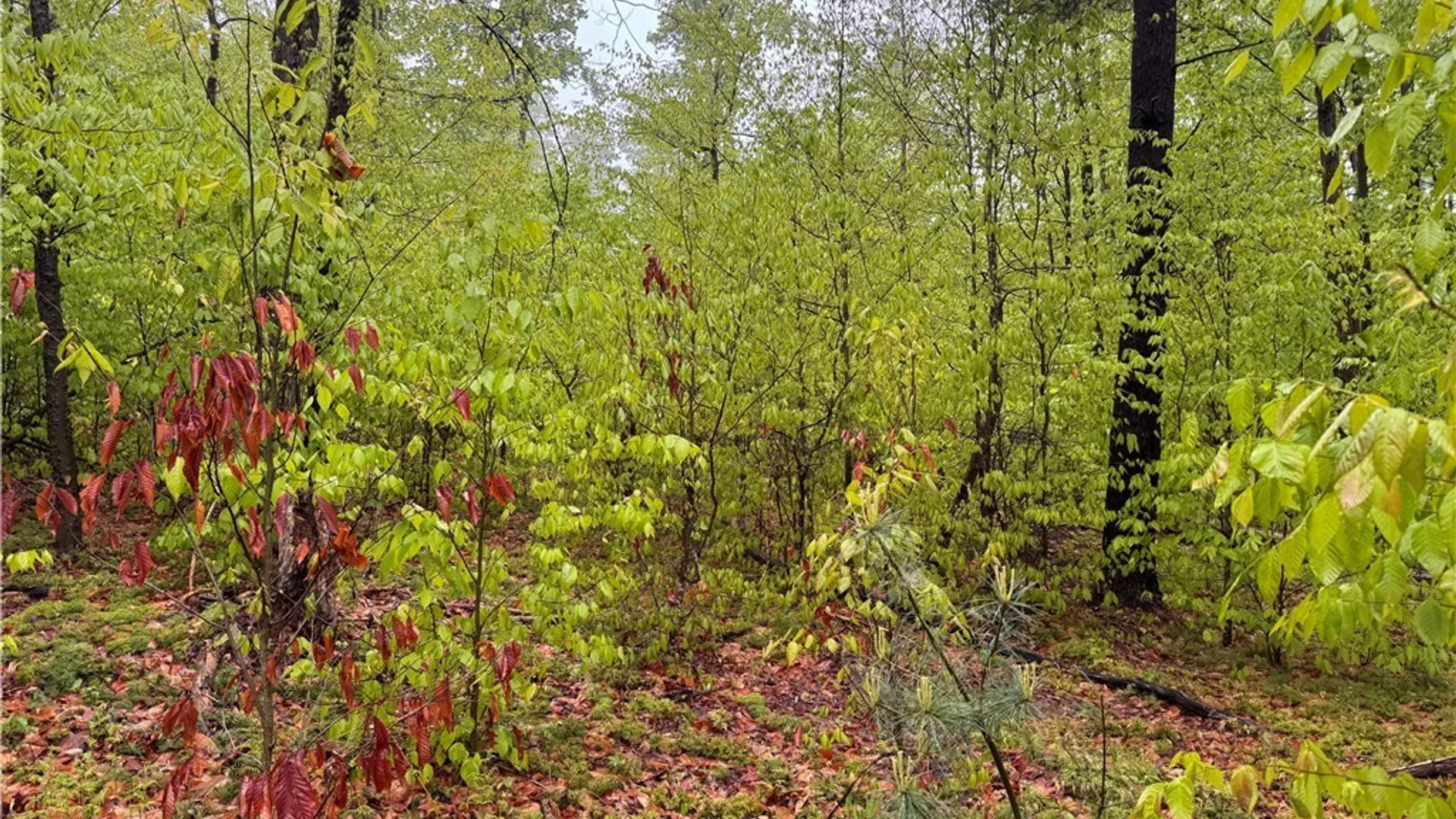 Property at 00 Hawkinsville Road, Forestport, NY 13338 8