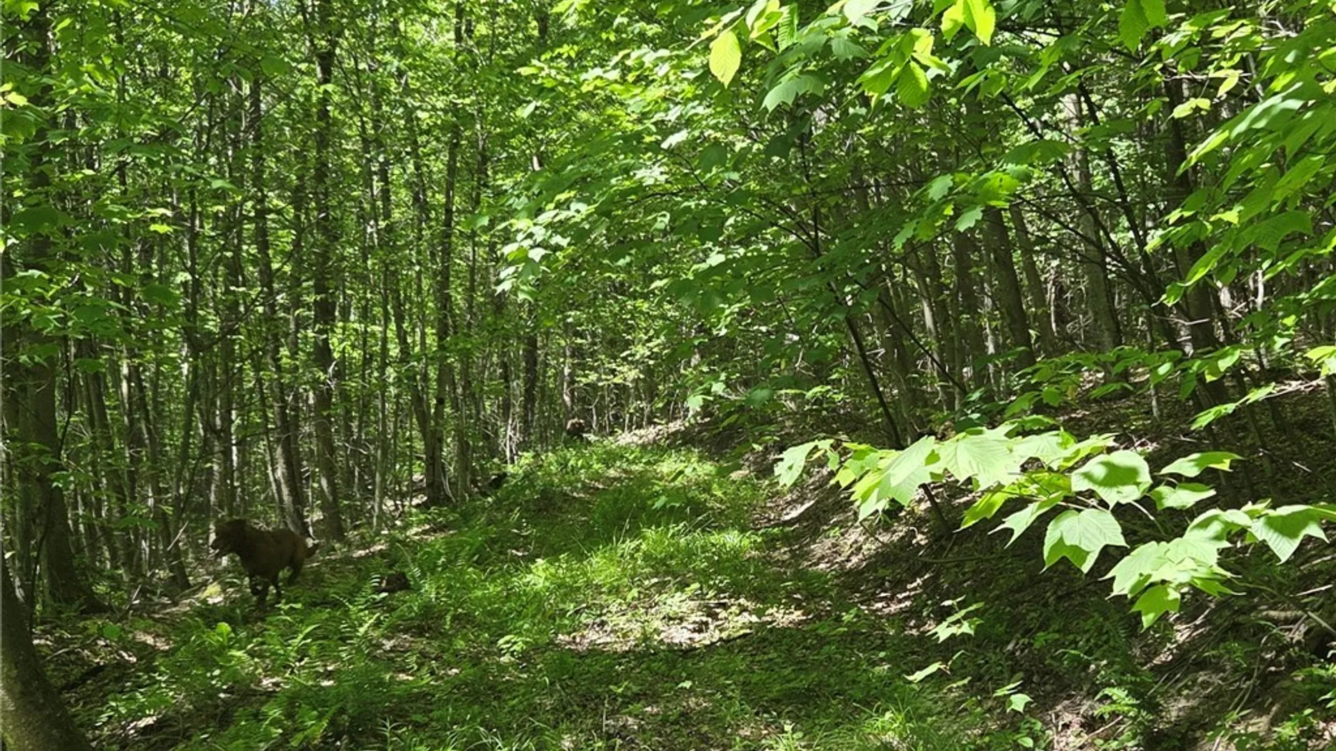 Property at NYS Route 446, Hinsdale, NY 14727 47