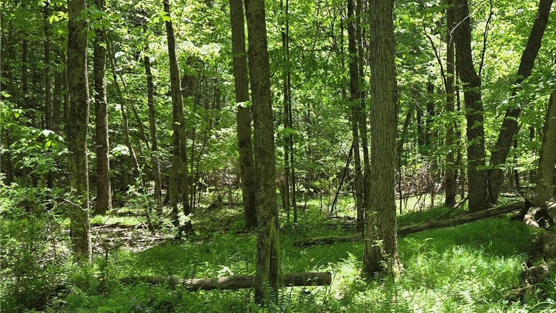 Property at Lillibridge Rd, Olean, NY 14760 18