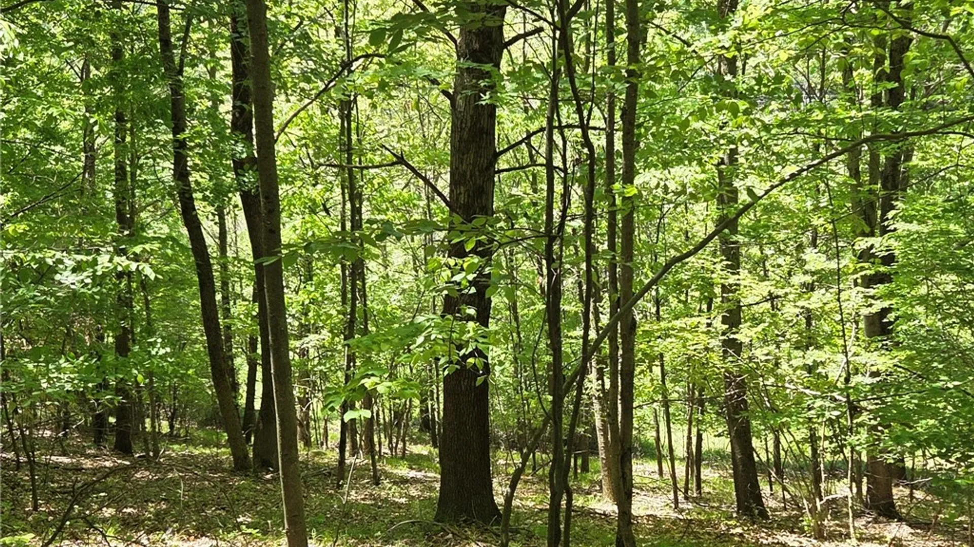 Property at Lillibridge Rd, Olean, NY 14760 23