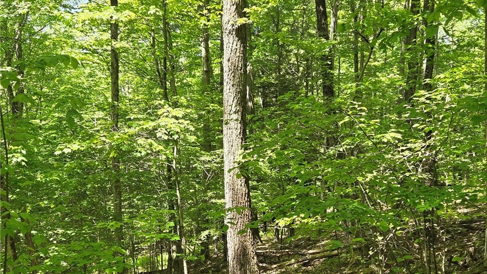 Property at Lillibridge Rd, Olean, NY 14760 24