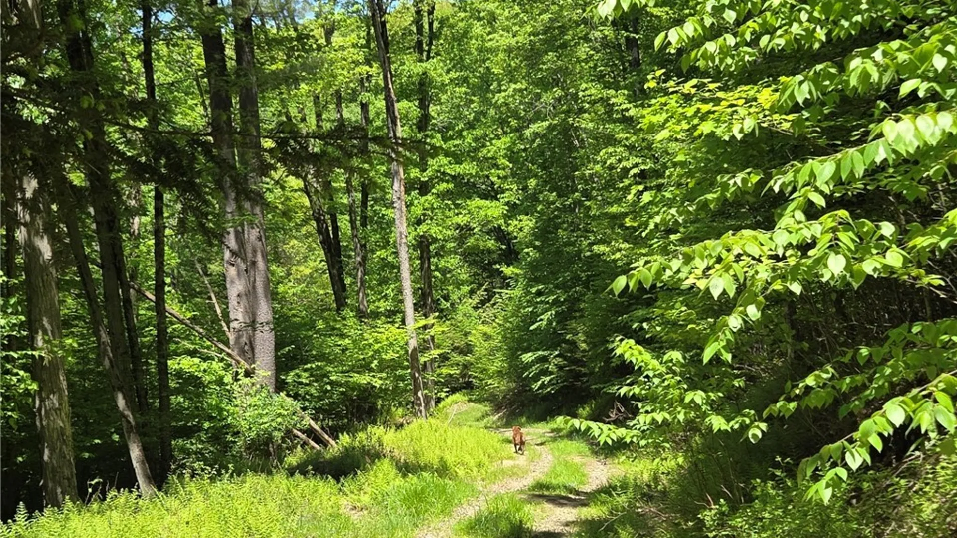 Property at Lillibridge Rd, Olean, NY 14760 29