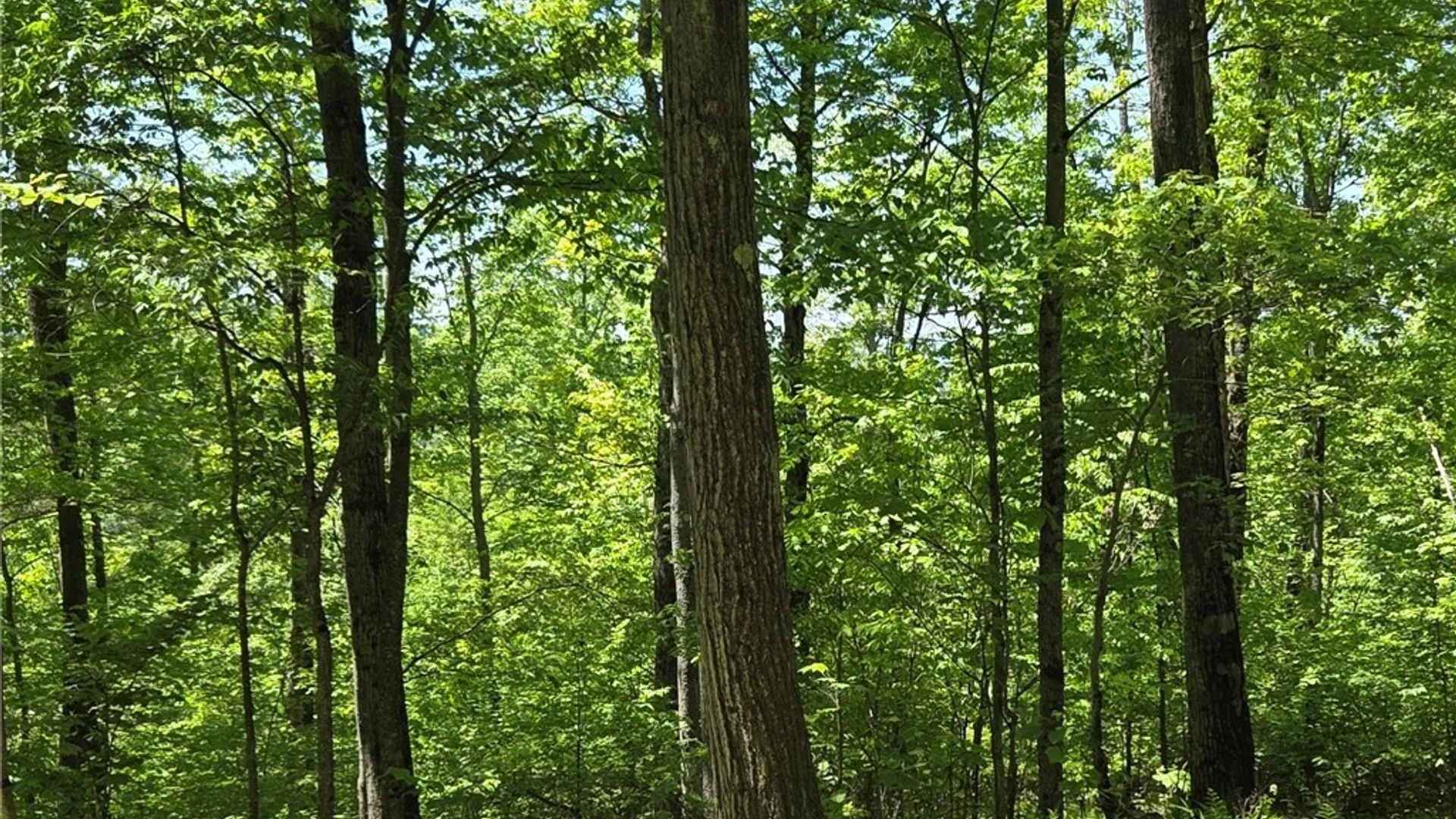 Property at Lillibridge Rd, Olean, NY 14760 34