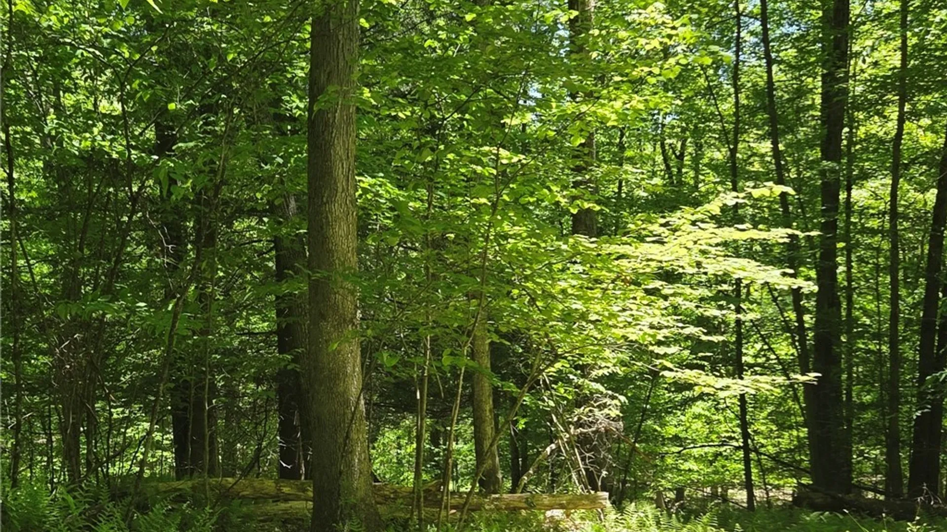 Property at Lillibridge Rd, Olean, NY 14760 36
