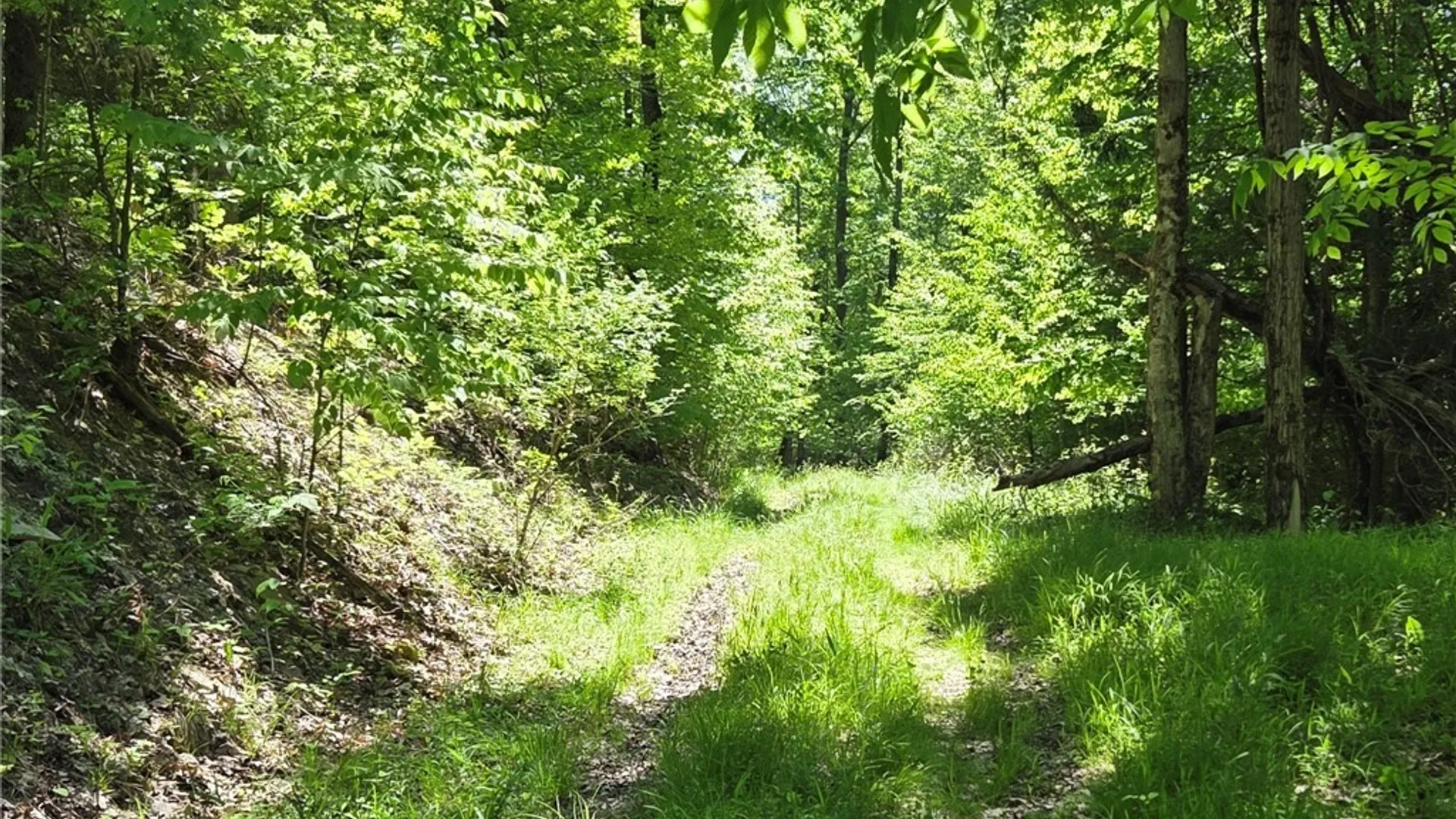 Property at Lillibridge Rd, Olean, NY 14760 40