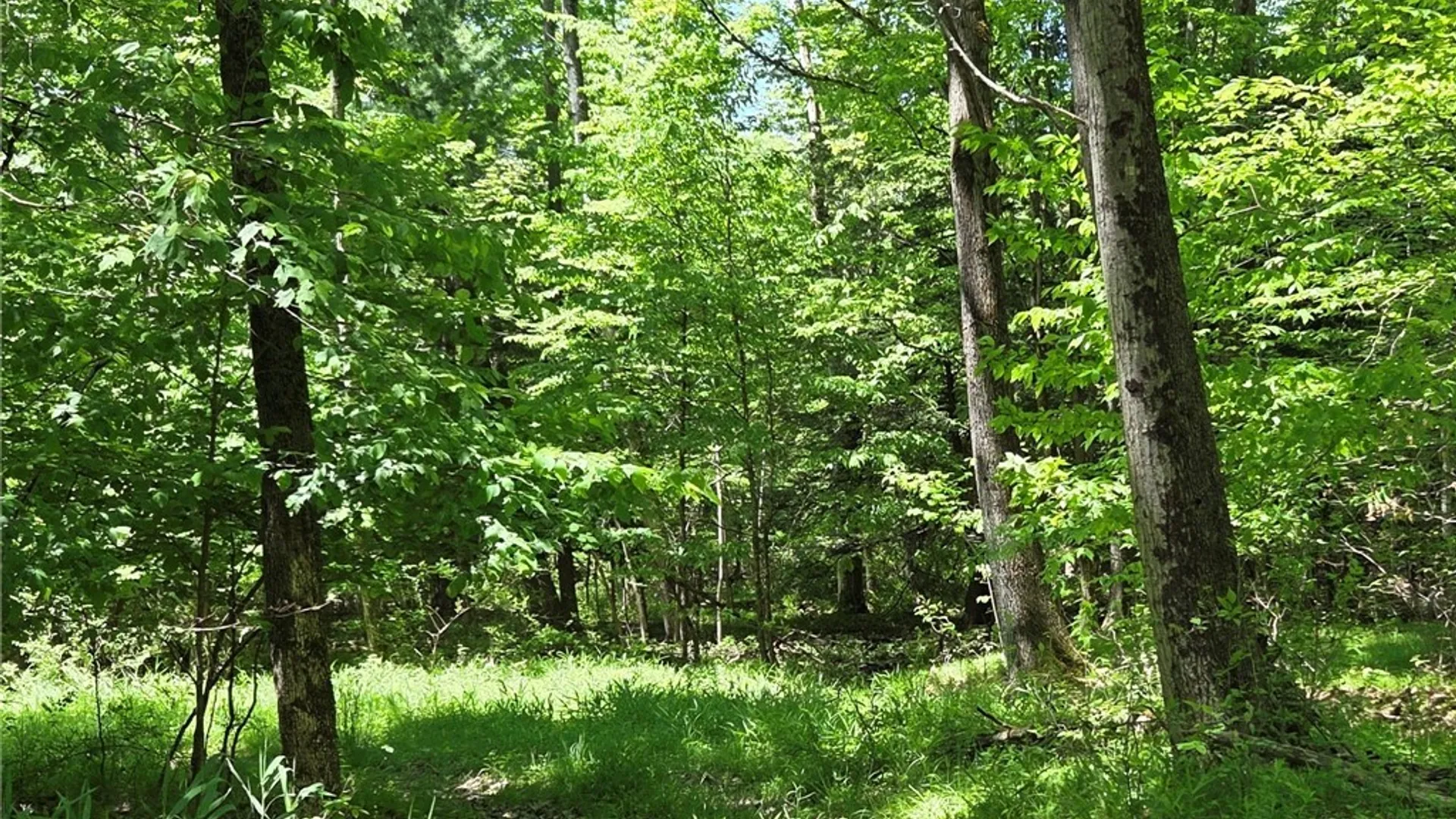 Property at Lillibridge Rd, Olean, NY 14760 41