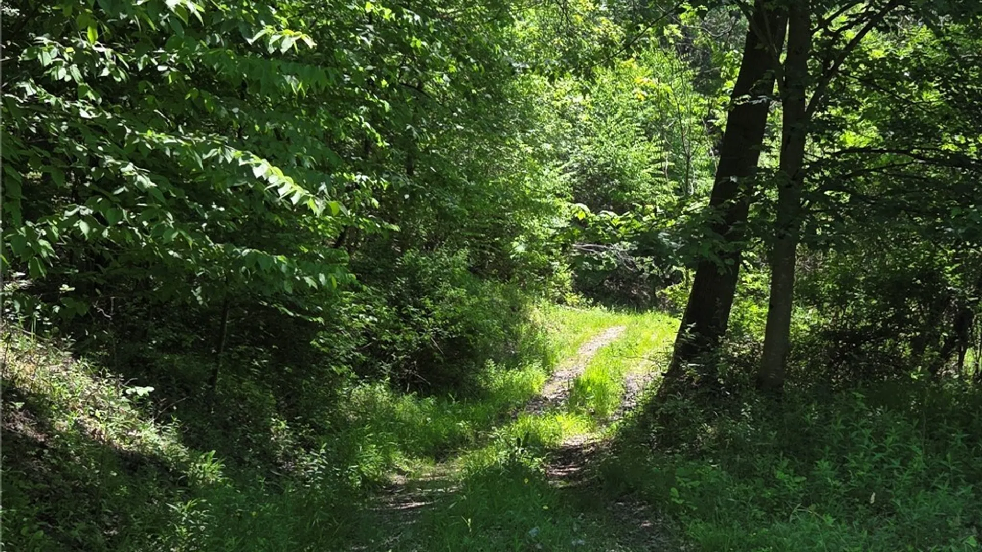 Property at Lillibridge Rd, Olean, NY 14760 43