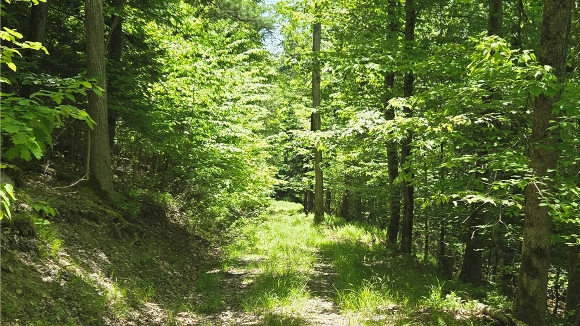Property at Lillibridge Rd, Olean, NY 14760 44