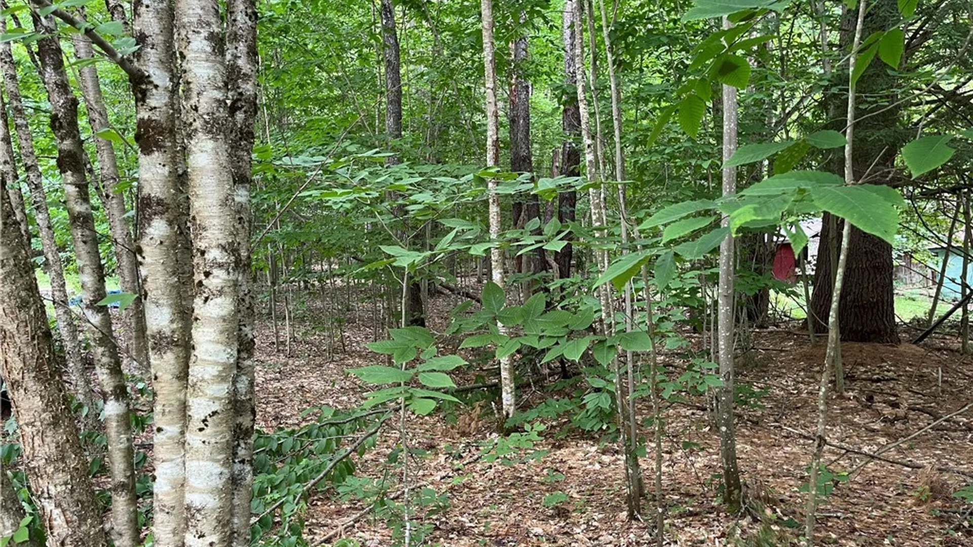 Property at Pine Cone Lane, Watson, NY 13343 6