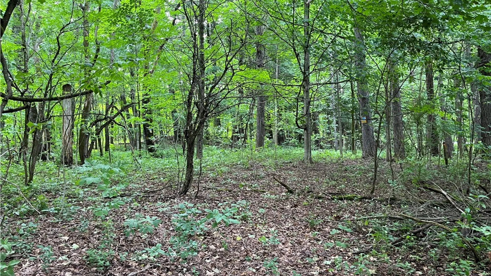 Property at 19315 County Route 90, Lorraine, NY 13659 12