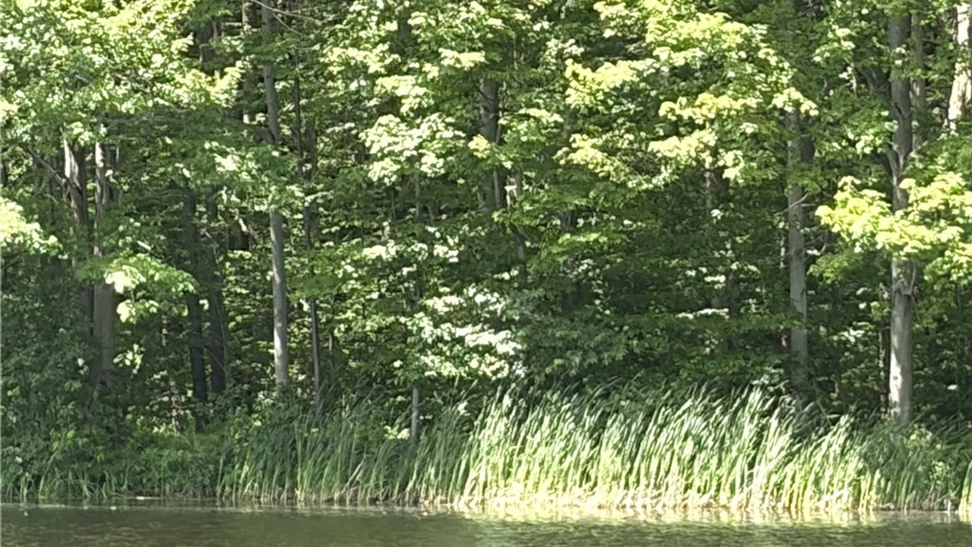 Property at 11709 Scotch / Blooming Hill Lot 25, Freedom, NY 14065 20