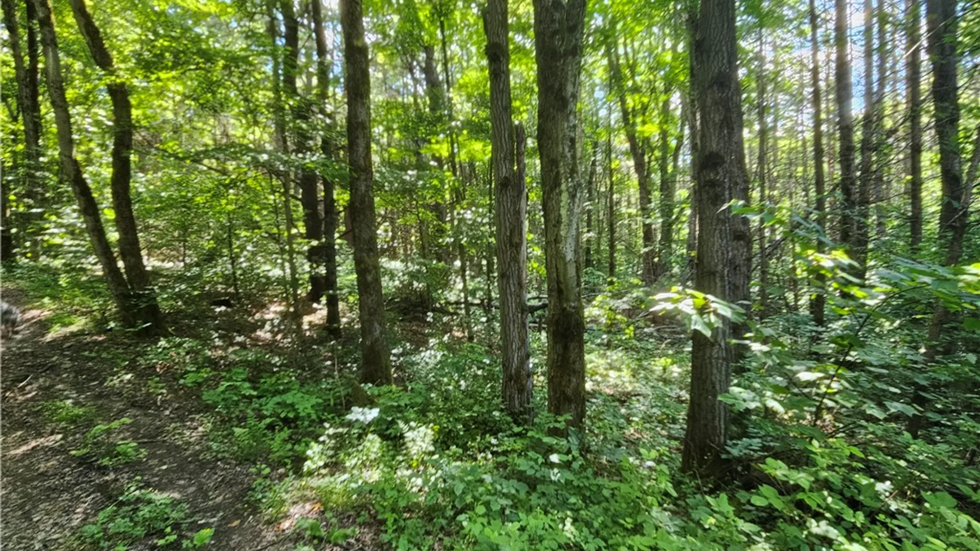 Property at 6610 State Route 53, Prattsburgh, NY 14873 46