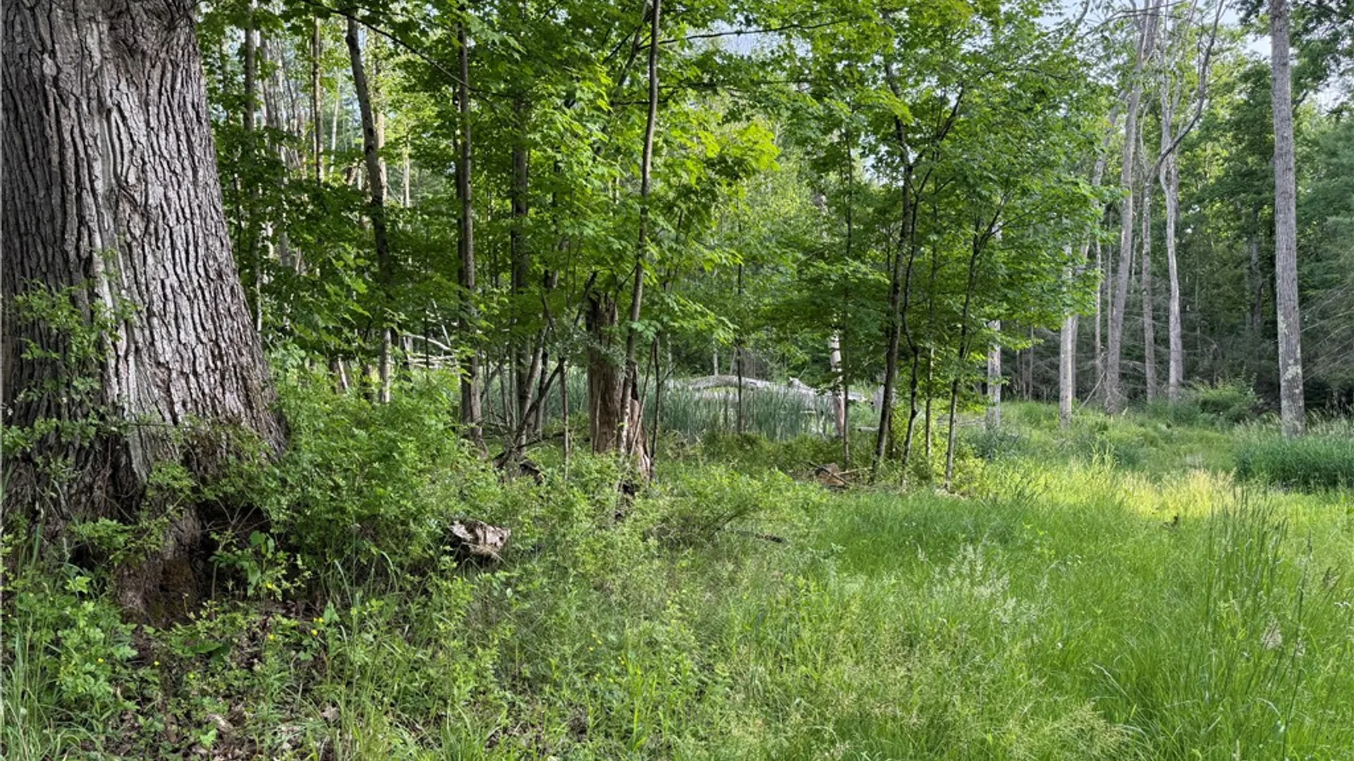 Property at Cronk Hill Road, Caneadea, NY 14735 4