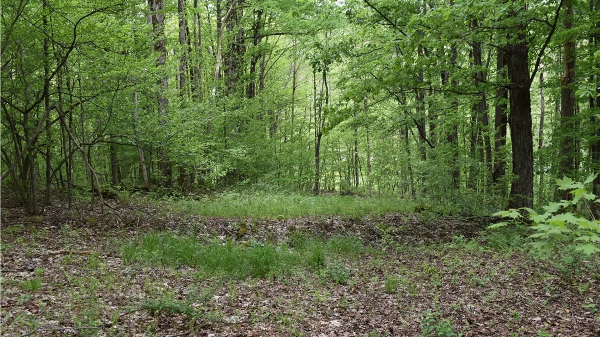 Property at 0 Harris Hollow Road, Ellington, NY 14740 13