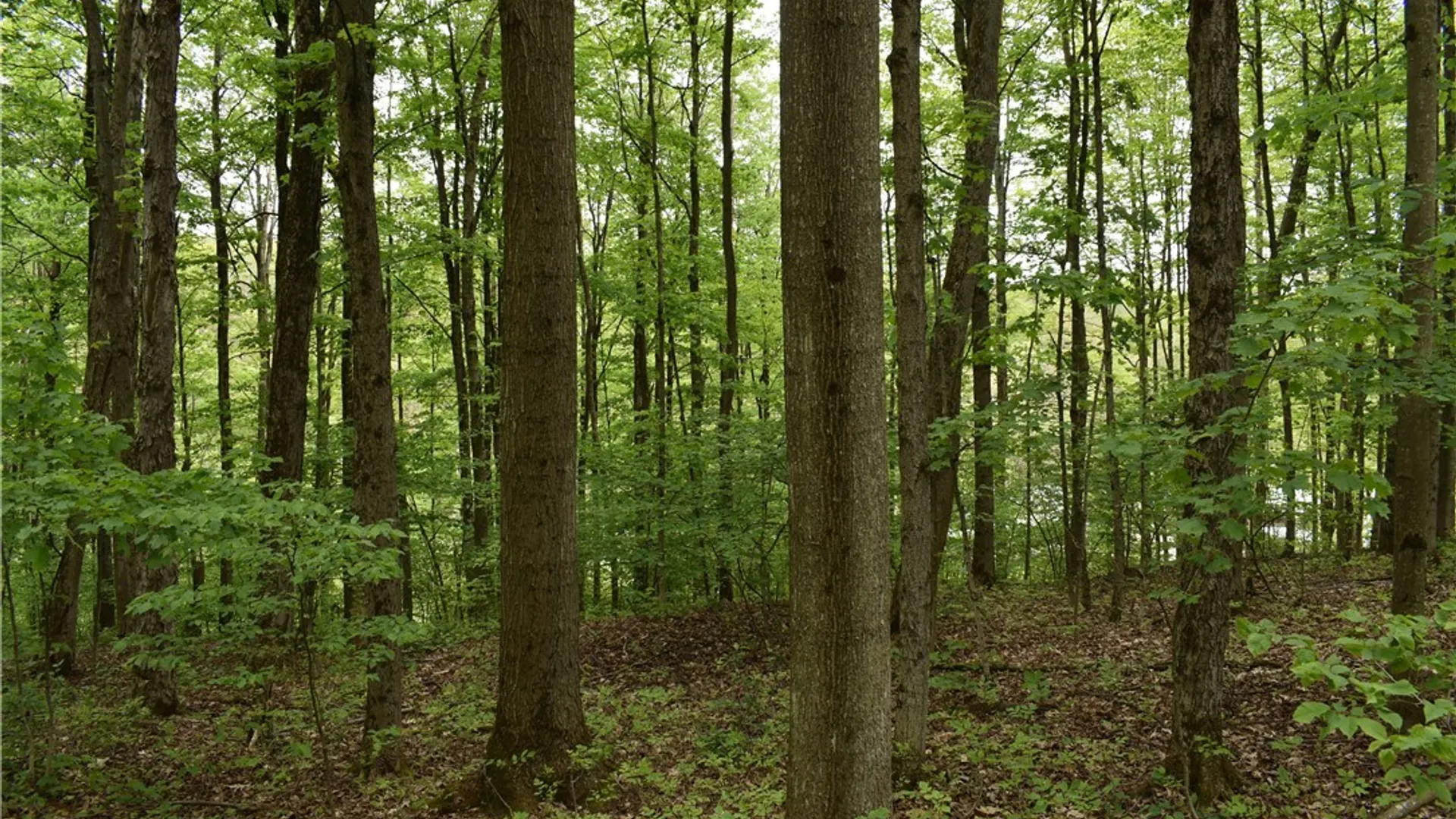 Property at 0 Harris Hollow Road, Ellington, NY 14740 4