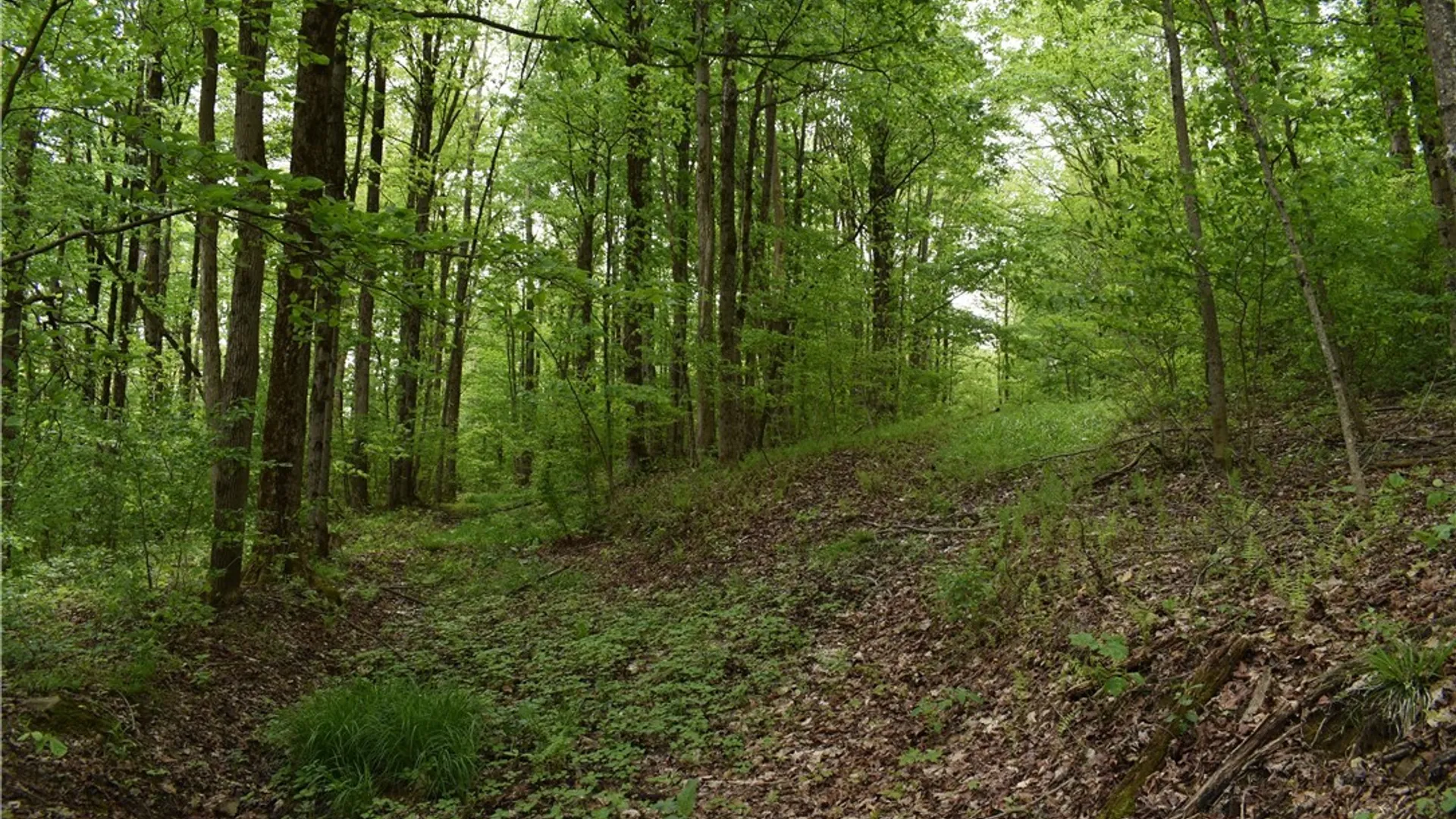 Property at 0 Harris Hollow Road, Ellington, NY 14740 6