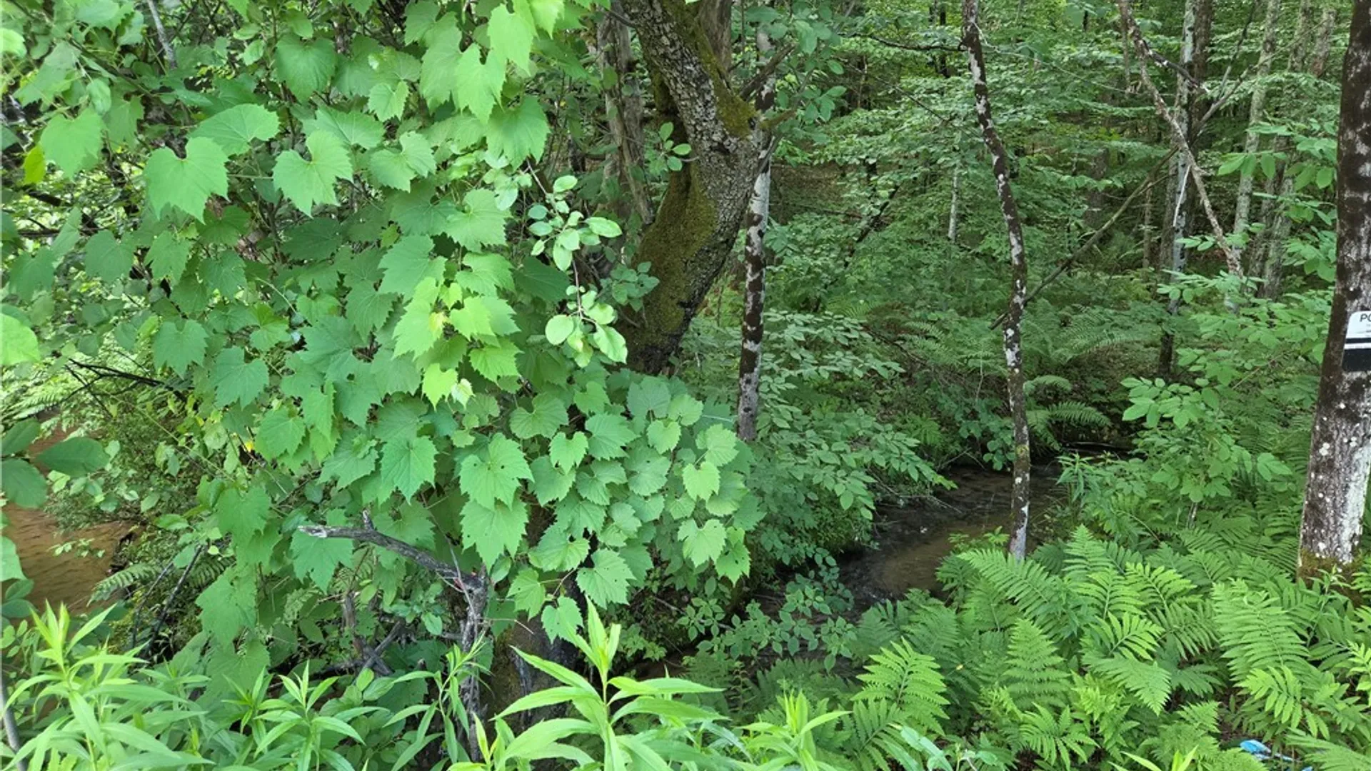 Property at Moose River Road, Lyonsdale, NY 13433 12