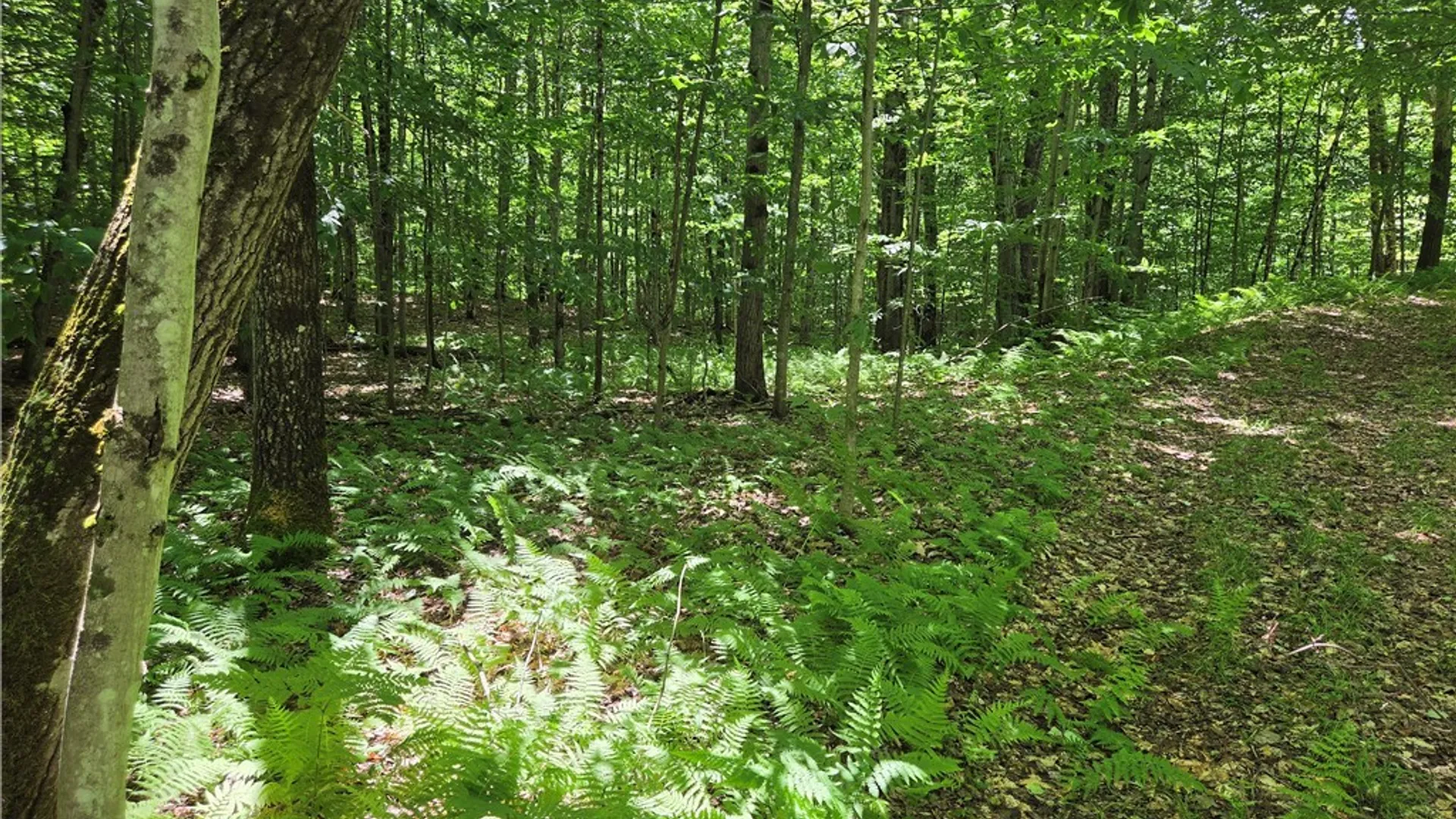 Property at Moose River Road, Lyonsdale, NY 13433 2