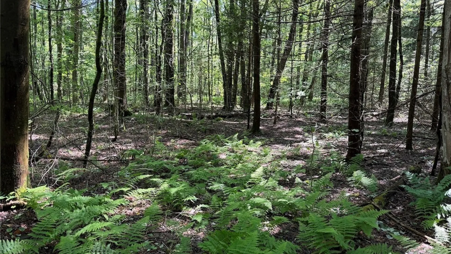 Property at Peet Hill Road, Farmersville, NY 14737 13