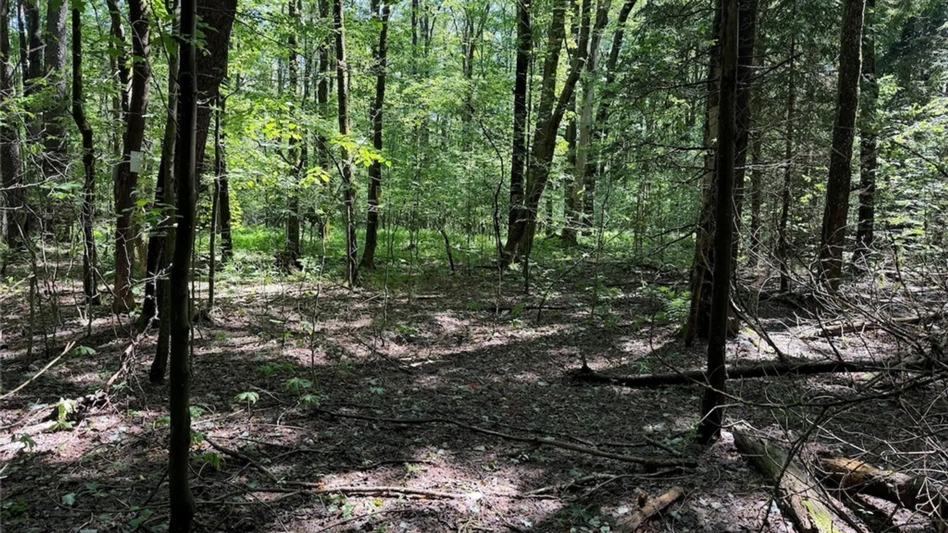 Property at Peet Hill Road, Farmersville, NY 14737 15