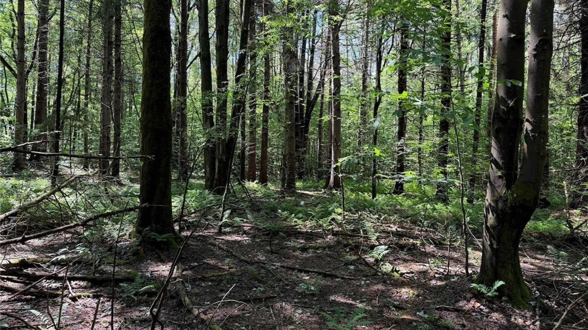 Property at Peet Hill Road, Farmersville, NY 14737 17