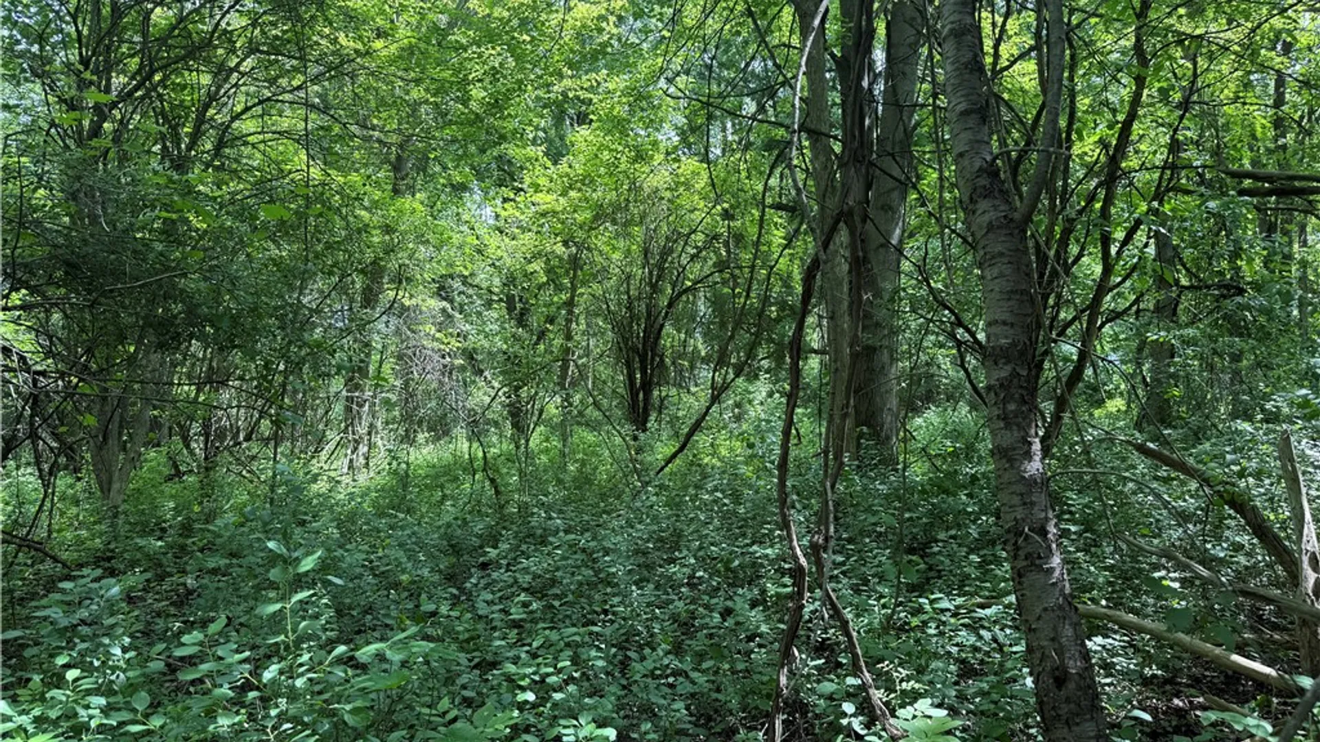 Property at 0 Shelby Barre Townline Road, Barre, NY 14411 19