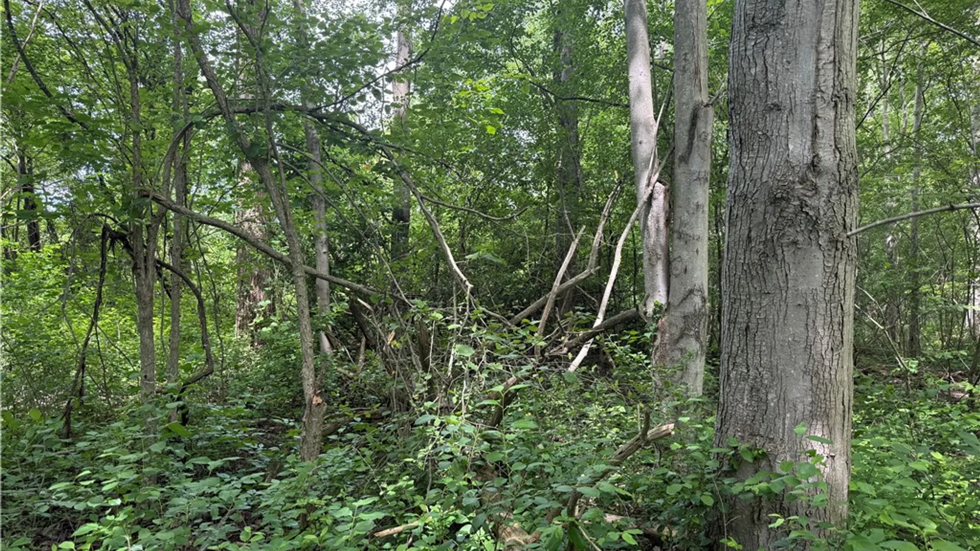 Property at 0 Shelby Barre Townline Road, Barre, NY 14411 22