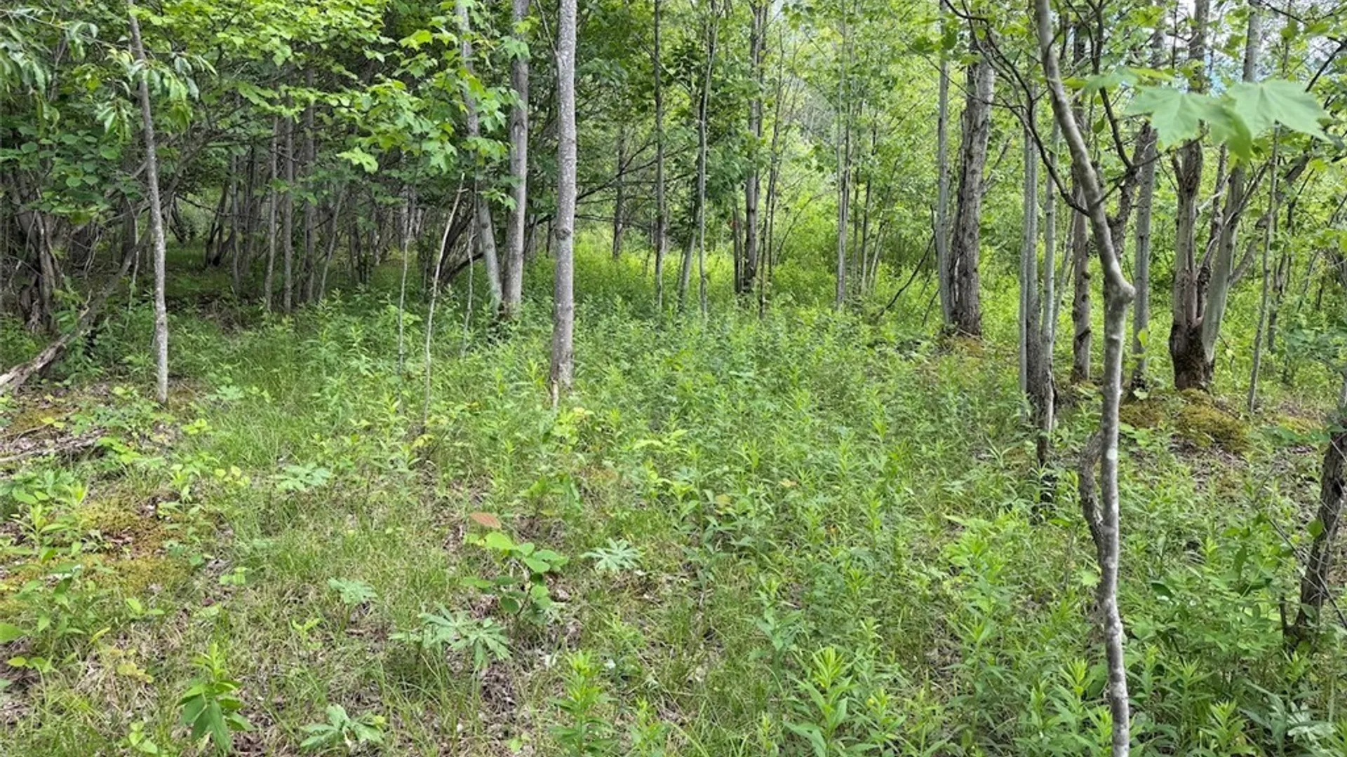 Property at Reynolds Road, Franklinville, NY 14737 20