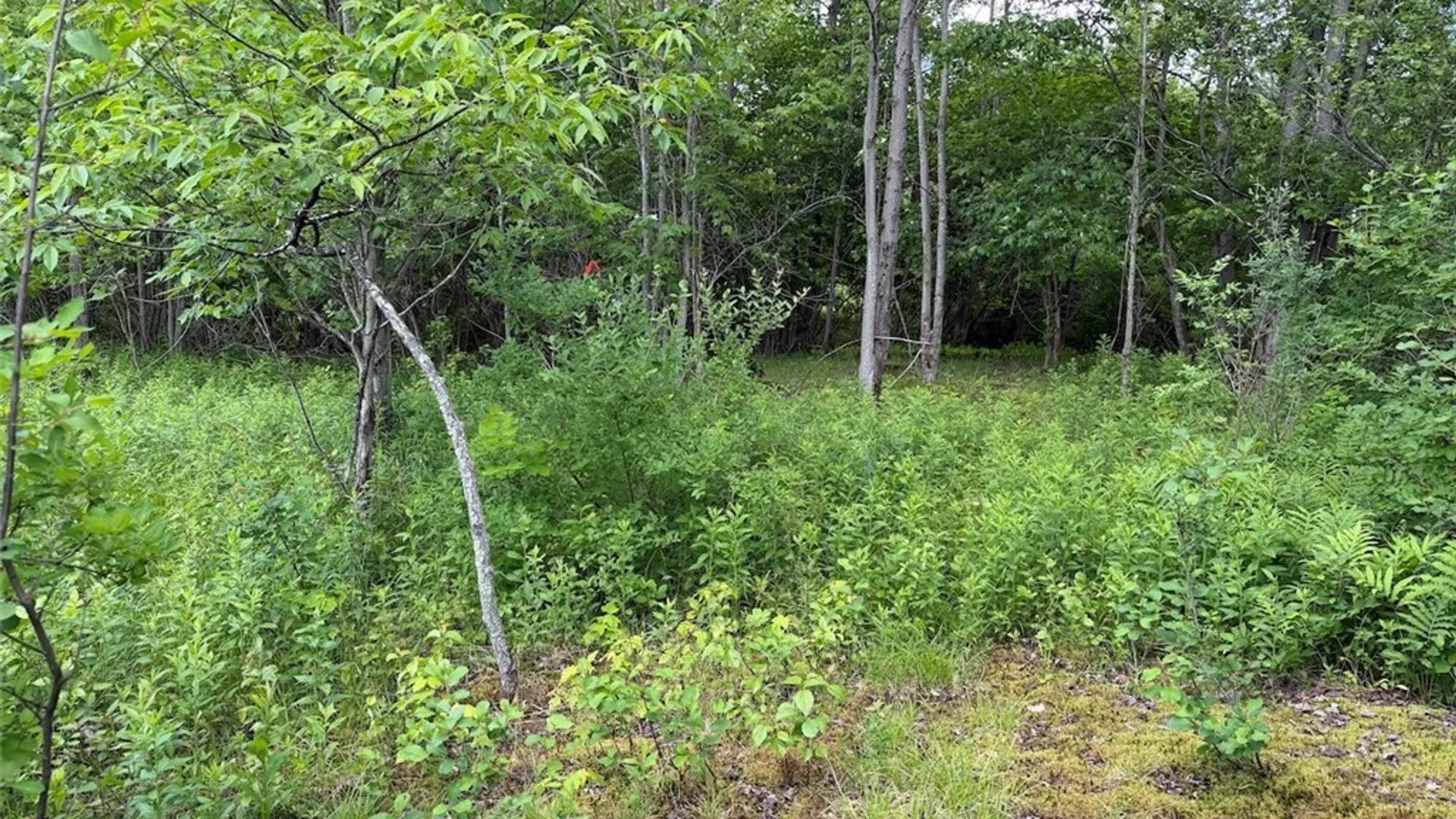 Property at Reynolds Road, Franklinville, NY 14737 21