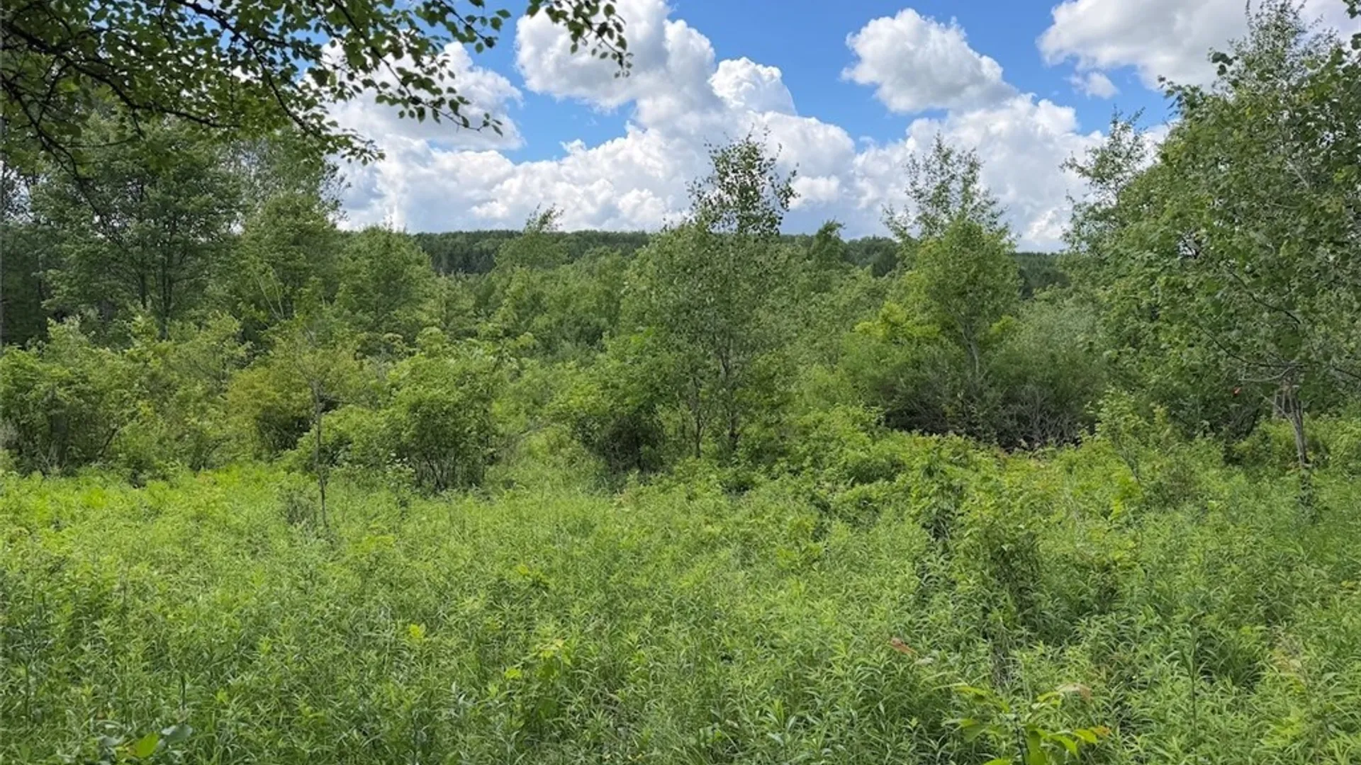 Property at Reynolds Road, Franklinville, NY 14737 24