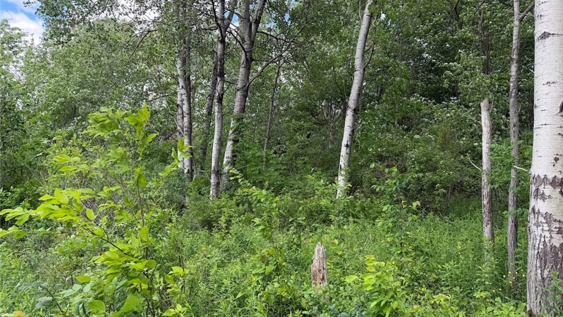Property at Reynolds Road, Franklinville, NY 14737 25